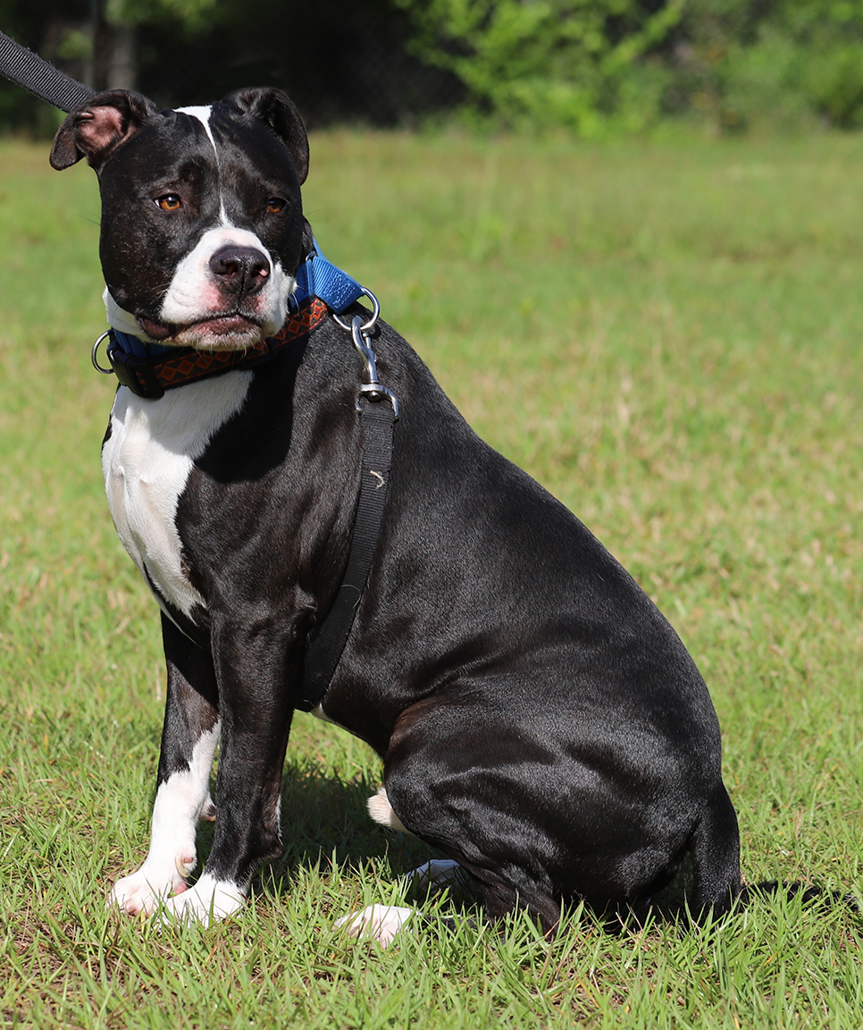 Tarzan, a Adoptable American Staffordshire Terrier in North Fort Myers, FL image 2/4