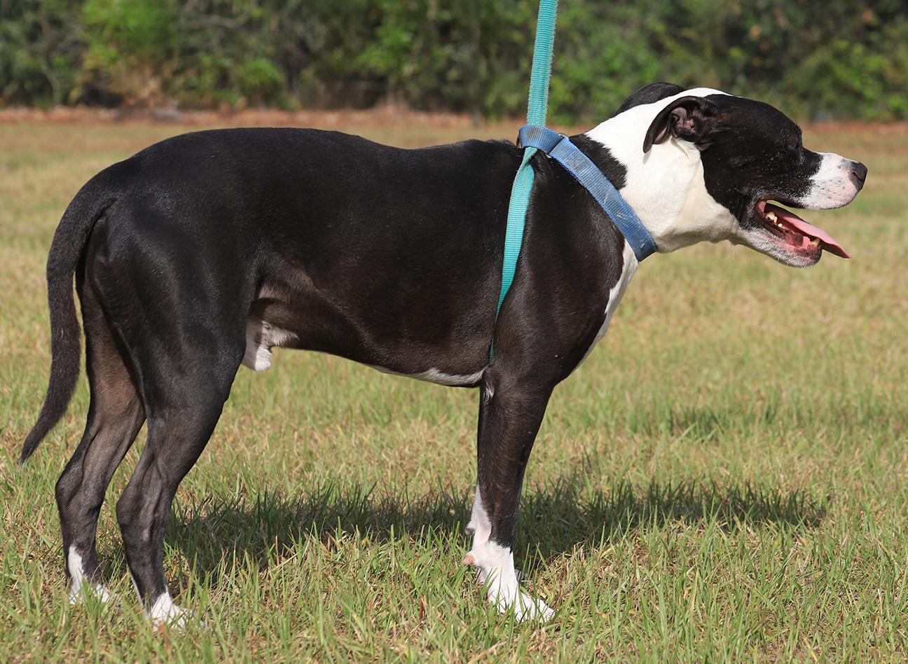 Enlarge Tarzan, a Adoptable mixed breed in North Fort Myers, FL image 5/5