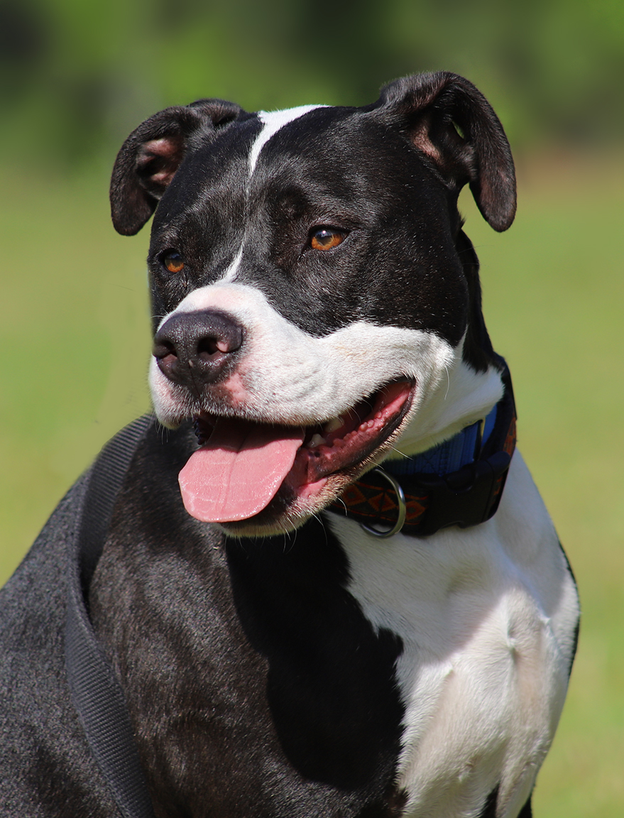 Tarzan, a Adoptable American Staffordshire Terrier in North Fort Myers, FL image 1/4