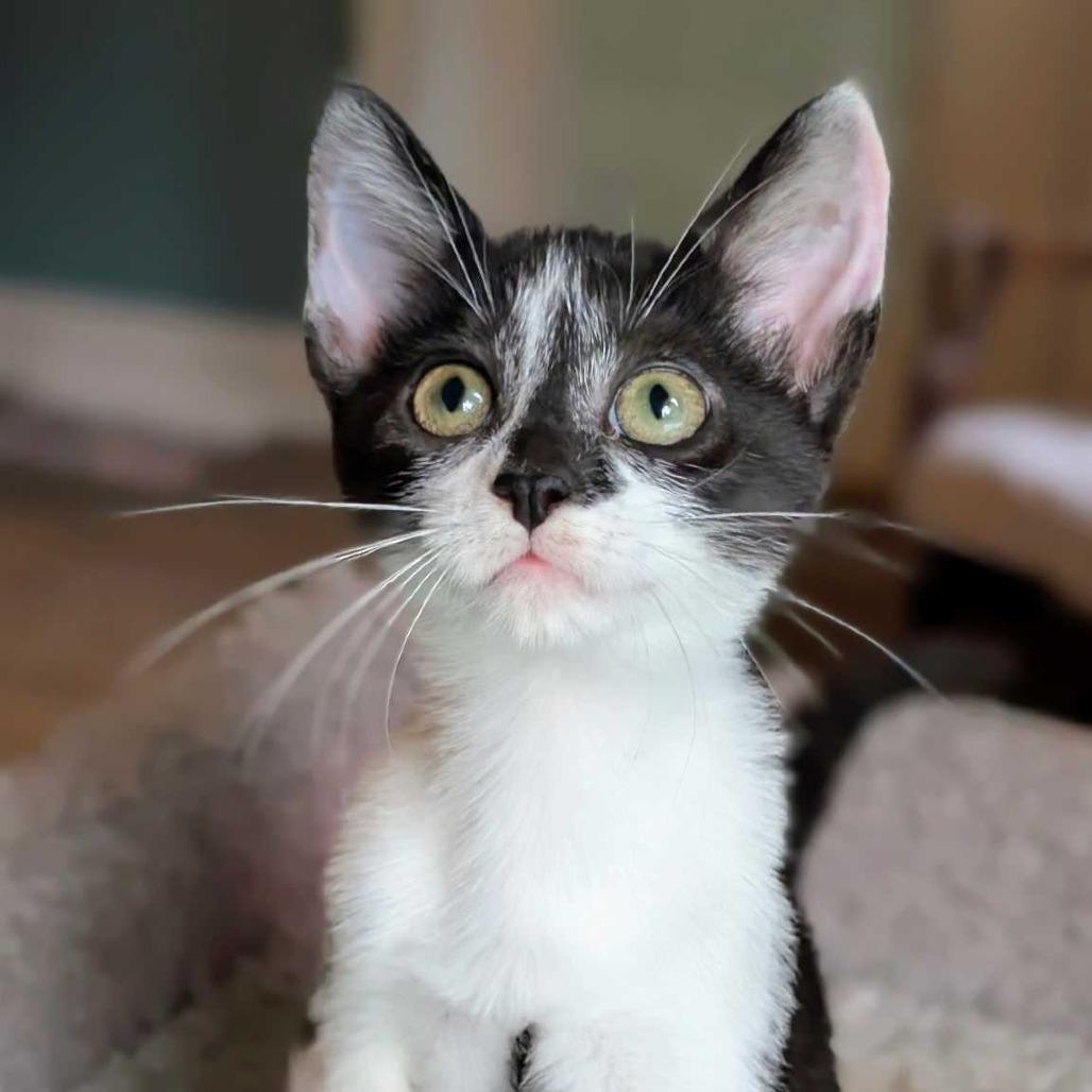 Samantha Adams, Adoptable, Kitten Female Domestic Short Hair.