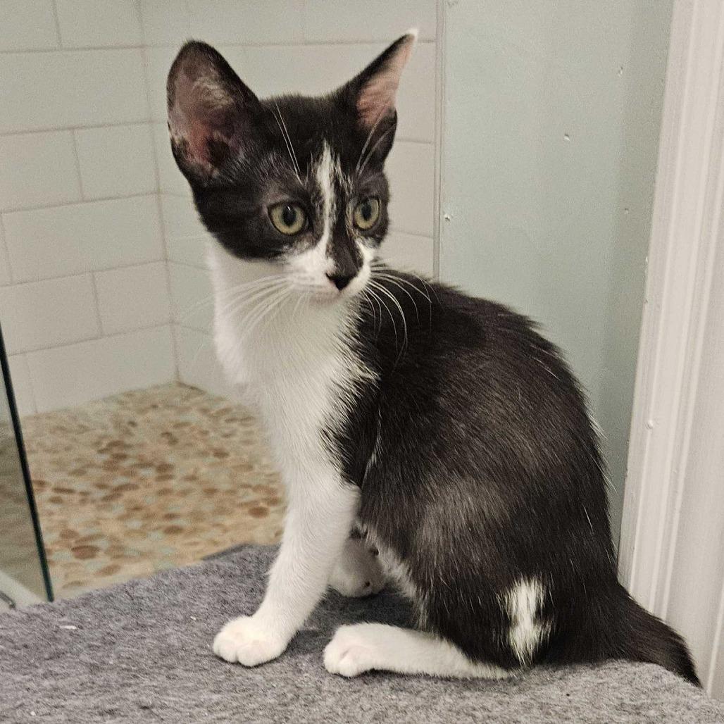 Enlarge Samantha Adams, a Adoptable Domestic Short Hair in Tallahassee, FL image 2/5