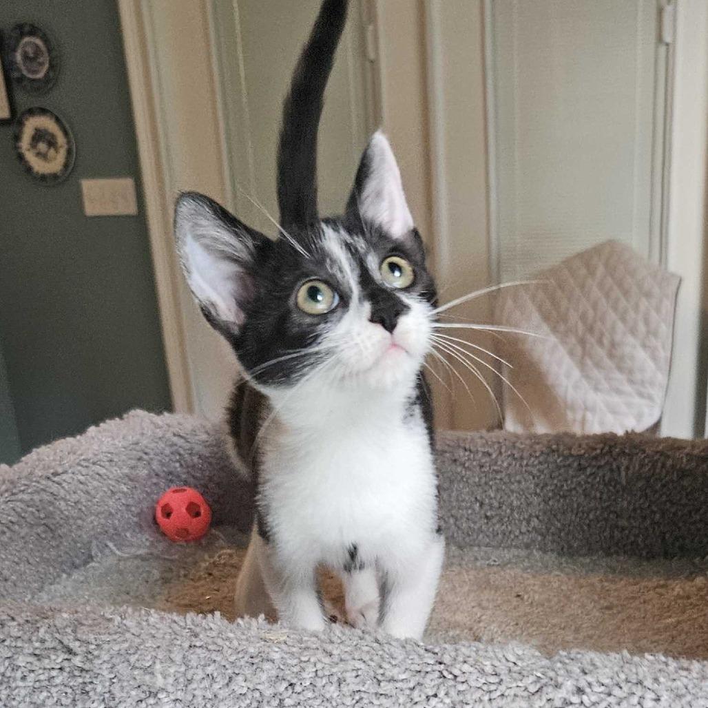 Enlarge Samantha Adams, a Adoptable Domestic Short Hair in Tallahassee, FL image 3/5