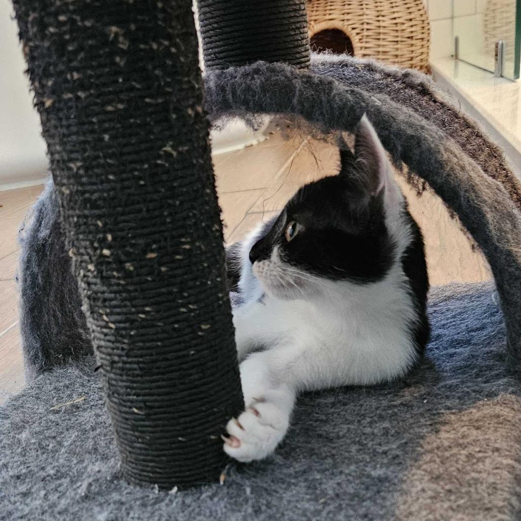 Enlarge Samantha Adams, a Adoptable Domestic Short Hair in Tallahassee, FL image 4/5