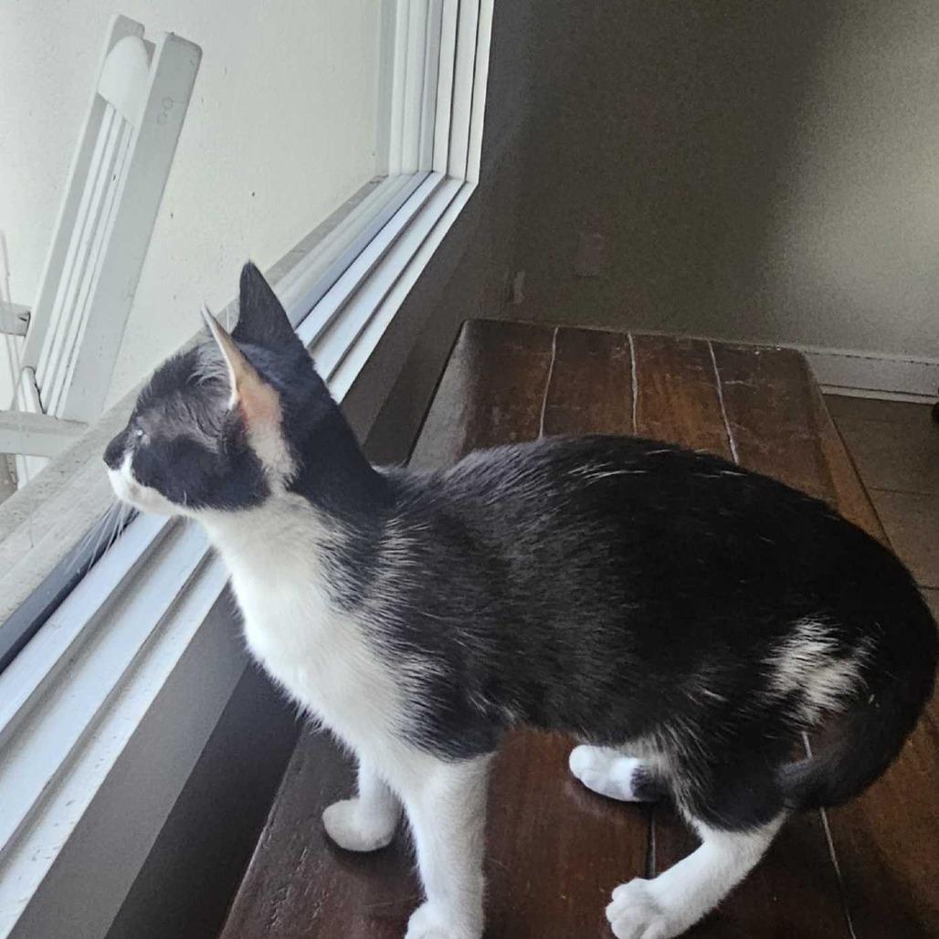 Enlarge Samantha Adams, a Adoptable Domestic Short Hair in Tallahassee, FL image 5/5