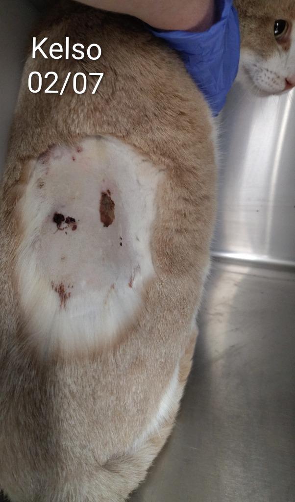 Kelso, Adoptable, Adult Male Domestic Short Hair.