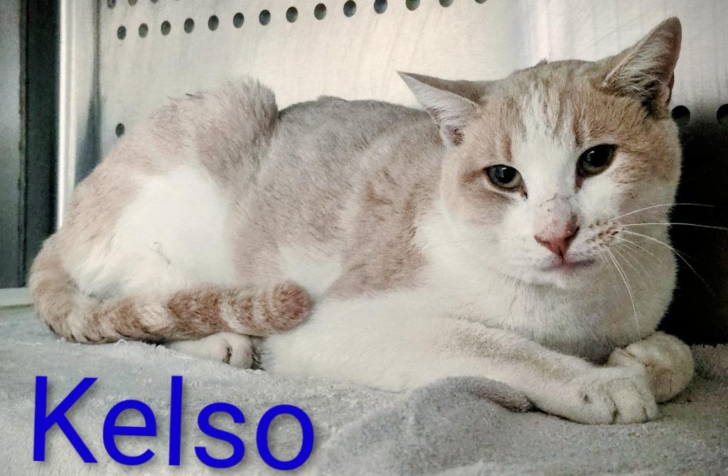 Kelso, Adoptable, Adult Male Domestic Short Hair.