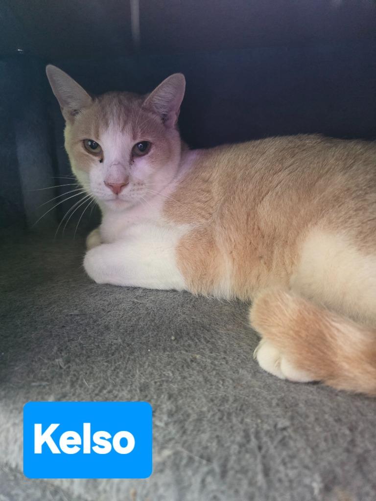 Enlarge Kelso, a Adoptable mixed breed in Mena, AR image 2/3