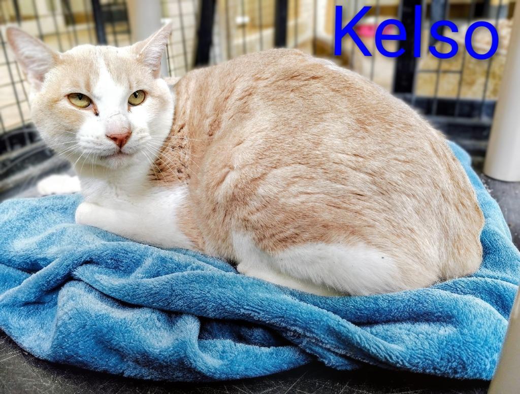 Enlarge Kelso, a Adoptable mixed breed in Mena, AR image 2/2