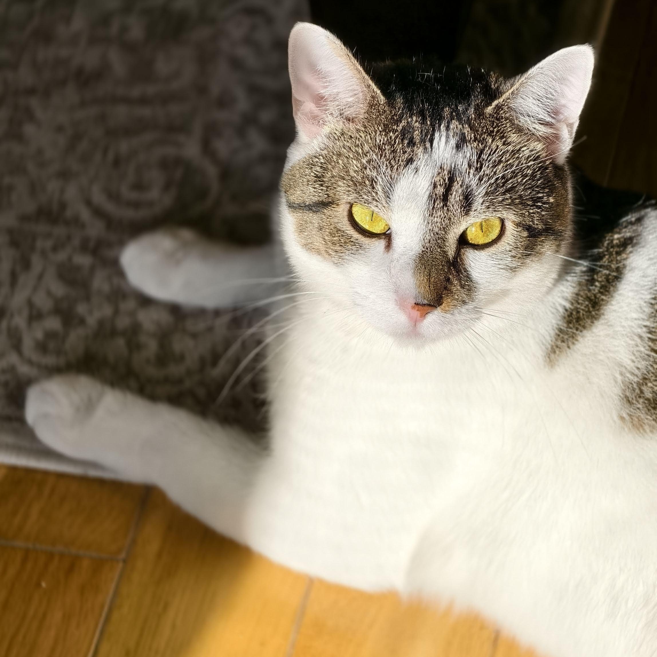 Lucas, ADOPTABLE, Young Female Domestic Short Hair.