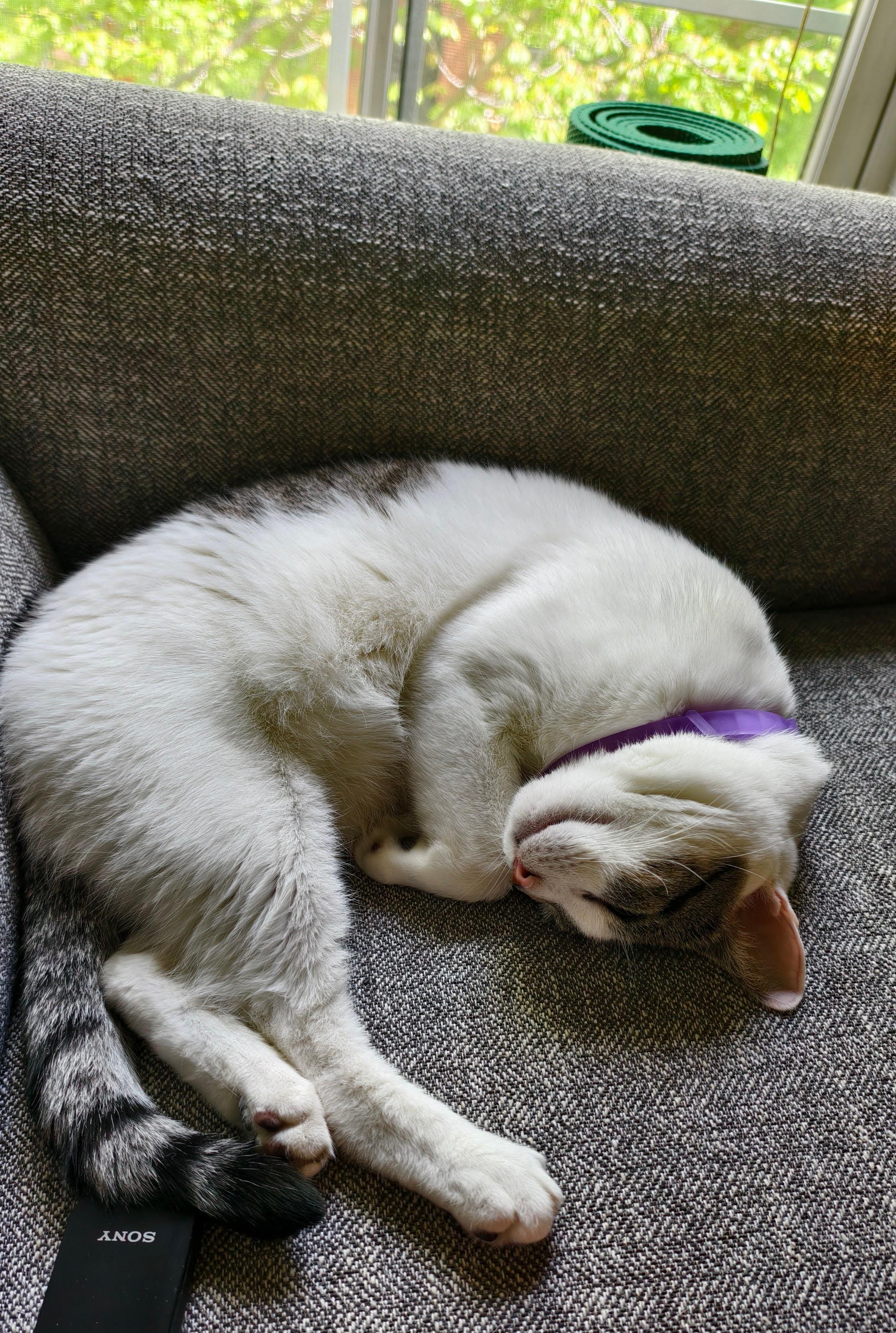 Lucas, a ADOPTABLE Domestic Short Hair in Weehawken, NJ image 2/4