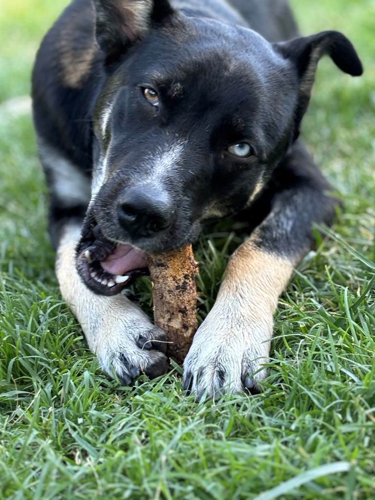 Glimmer, Adopted, Young Female German Shepherd Dog.