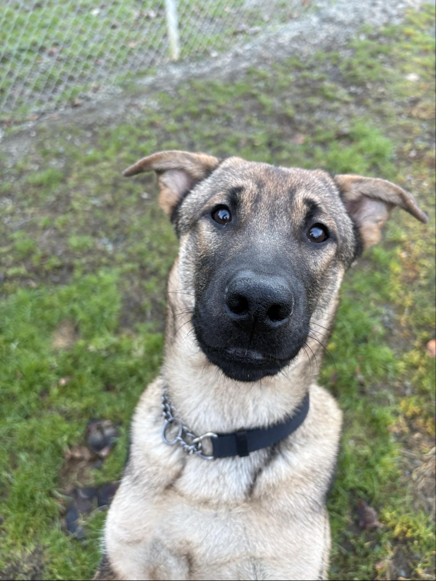 Enlarge Lou #39514 (8 Months Old) , a Adoptable mixed breed in Langley, BC image 4/6