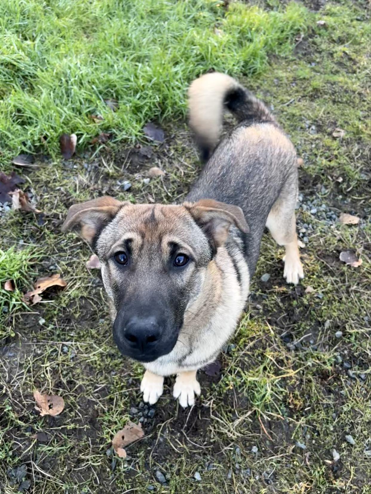 Enlarge Lou #39514 (8 Months Old) , a Adoptable mixed breed in Langley, BC image 3/6
