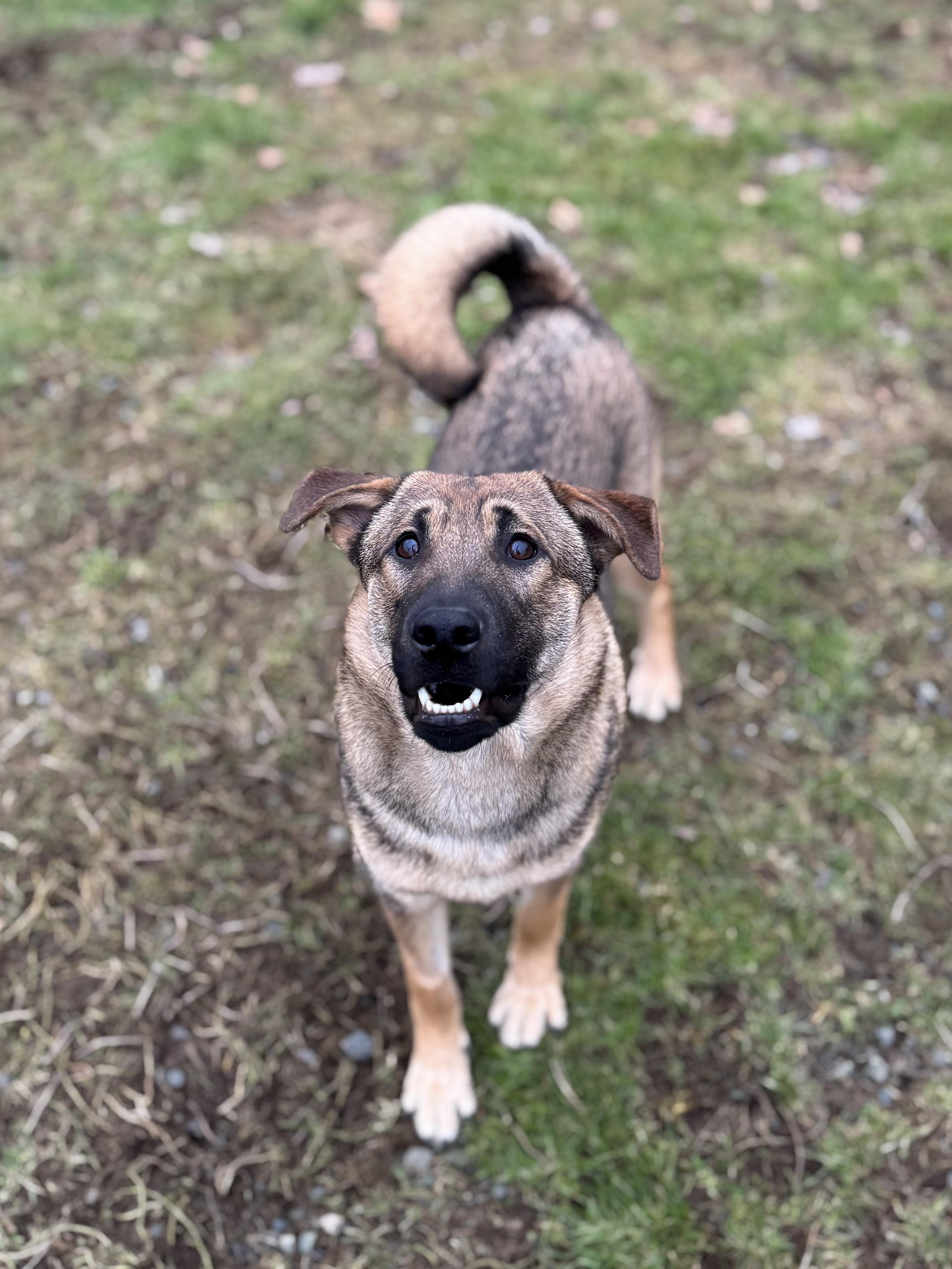 Lou #39514 (8 Months Old) — thumbnail 3