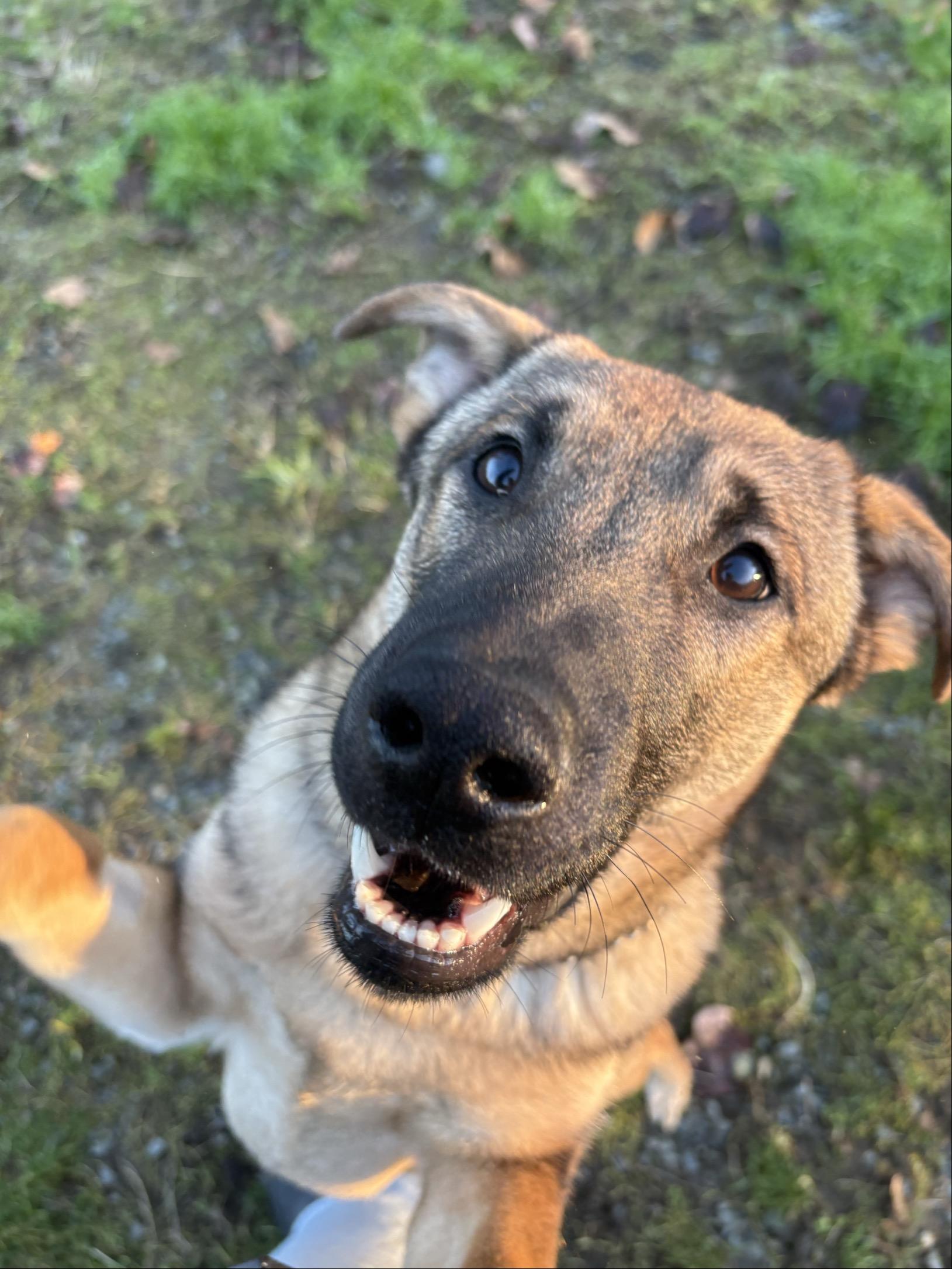Enlarge Lou #39514 (8 Months Old) , a Adoptable mixed breed in Langley, BC image 1/6