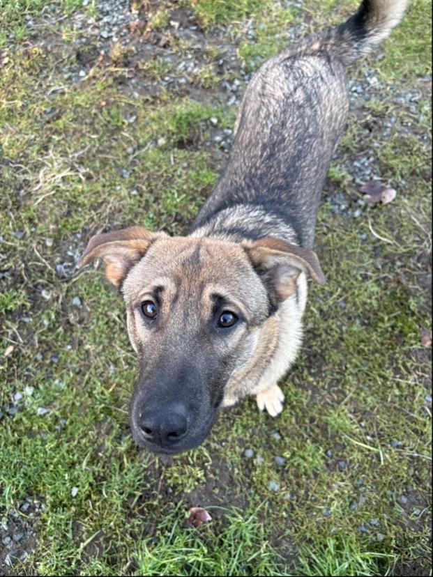 Enlarge Lou #39514 (8 Months Old) , a Adoptable mixed breed in Langley, BC image 2/6