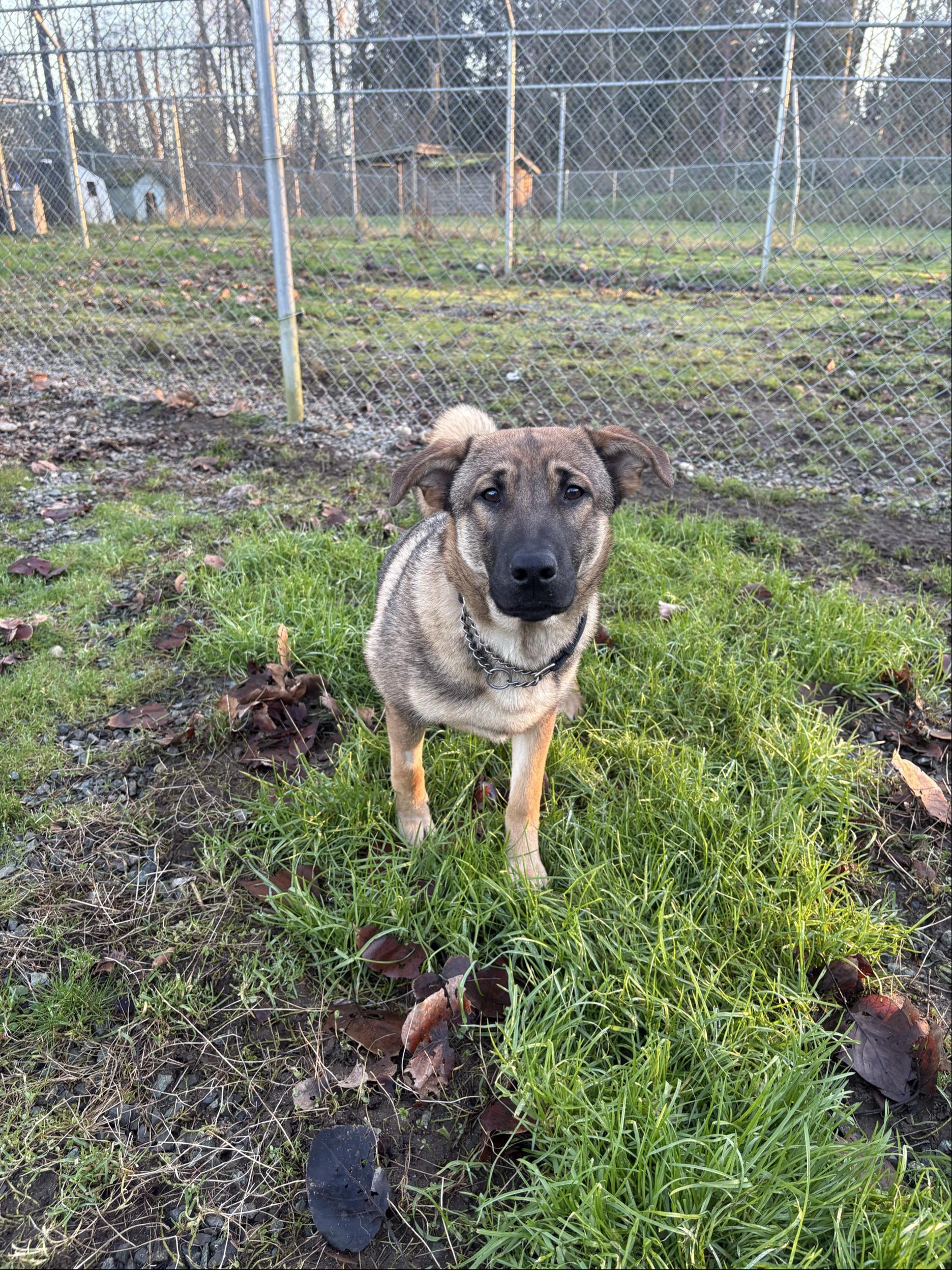 Enlarge Lou #39514 (8 Months Old) , a Adoptable mixed breed in Langley, BC image 5/6