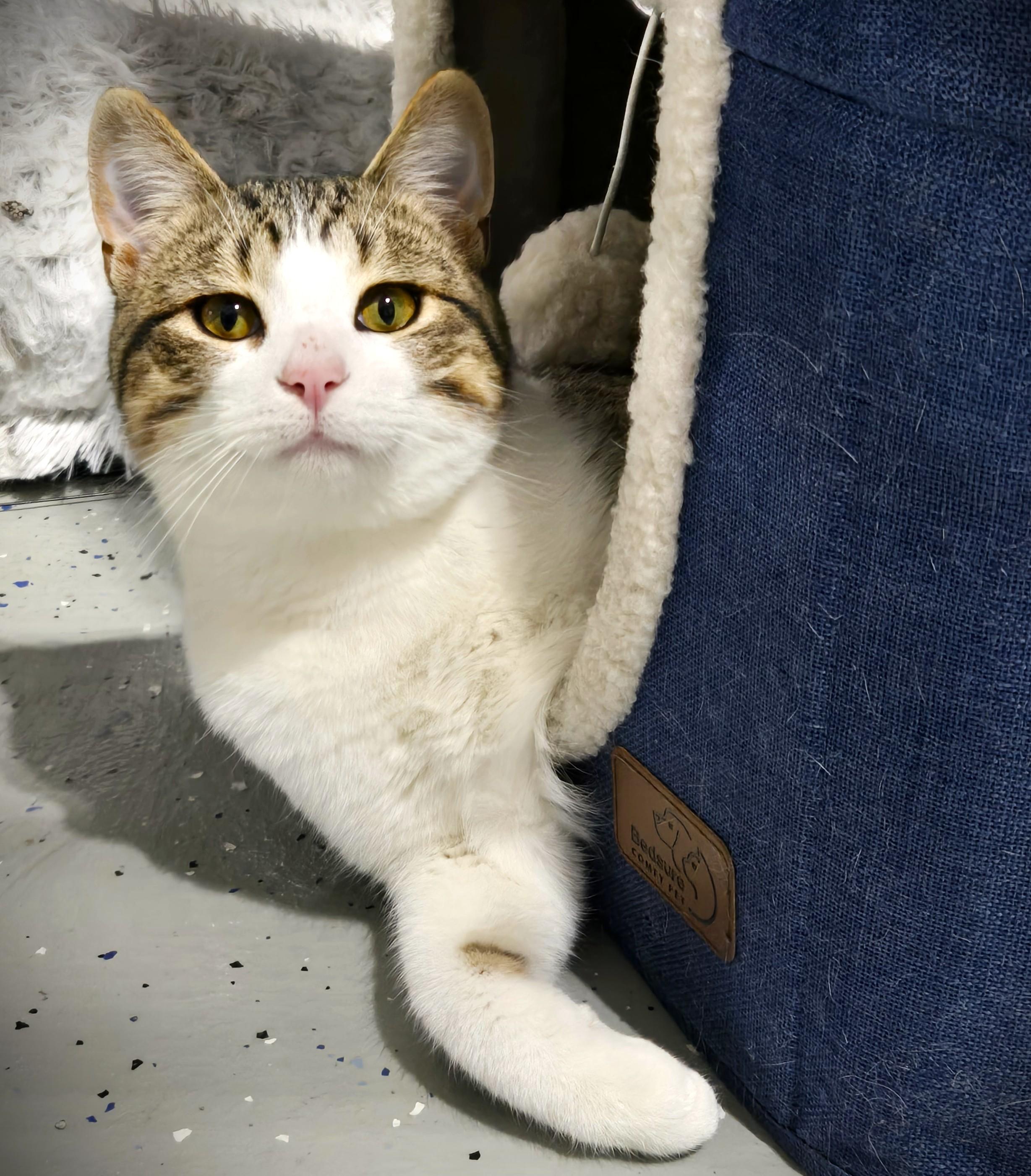 Enlarge Milo @ Petsmart Mankato-- Pending, an adopted Domestic Short Hair in Mankato, MN image 1/4