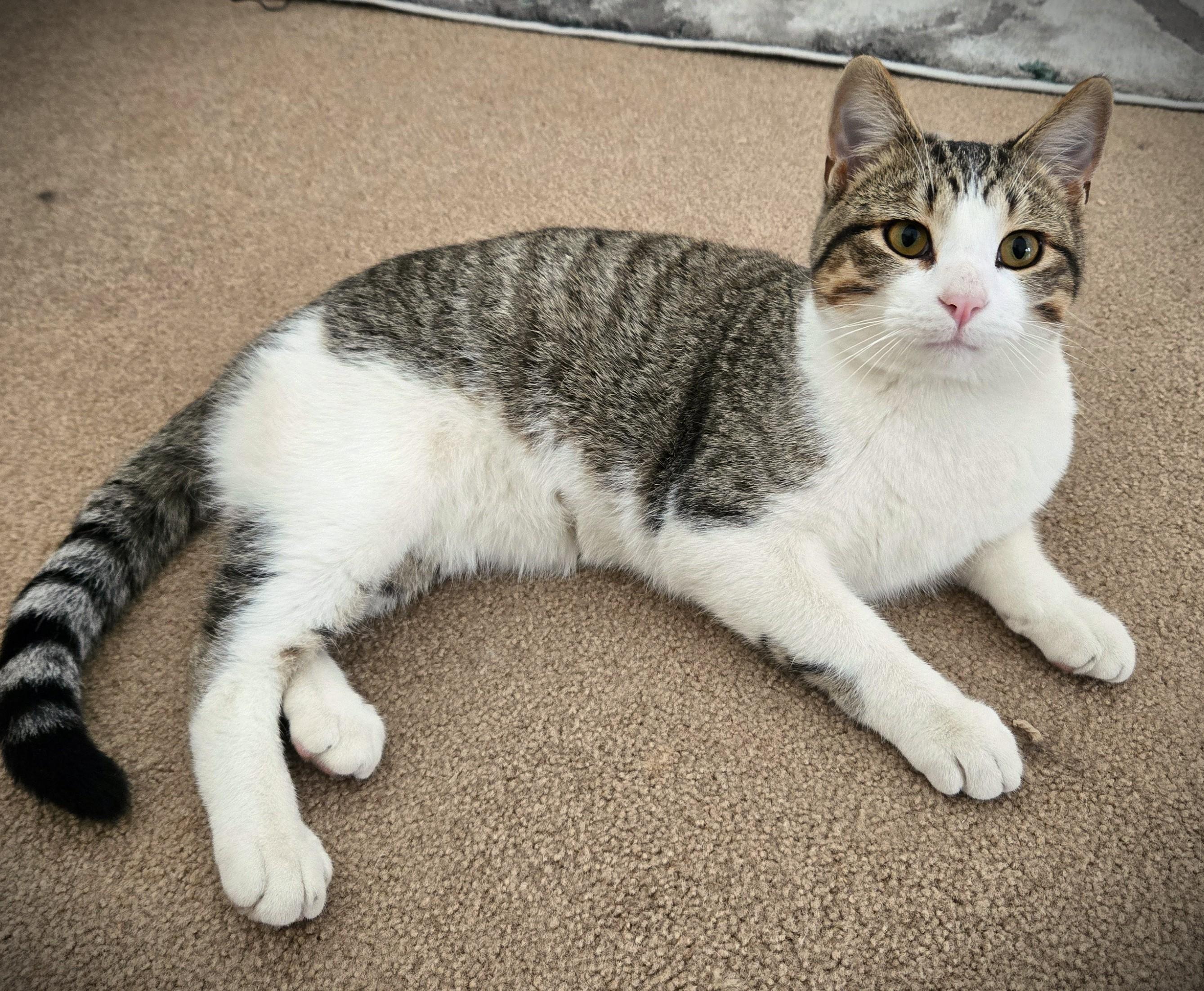 Enlarge Milo @ Petsmart Mankato-- Pending, an adopted Domestic Short Hair in Mankato, MN image 2/4