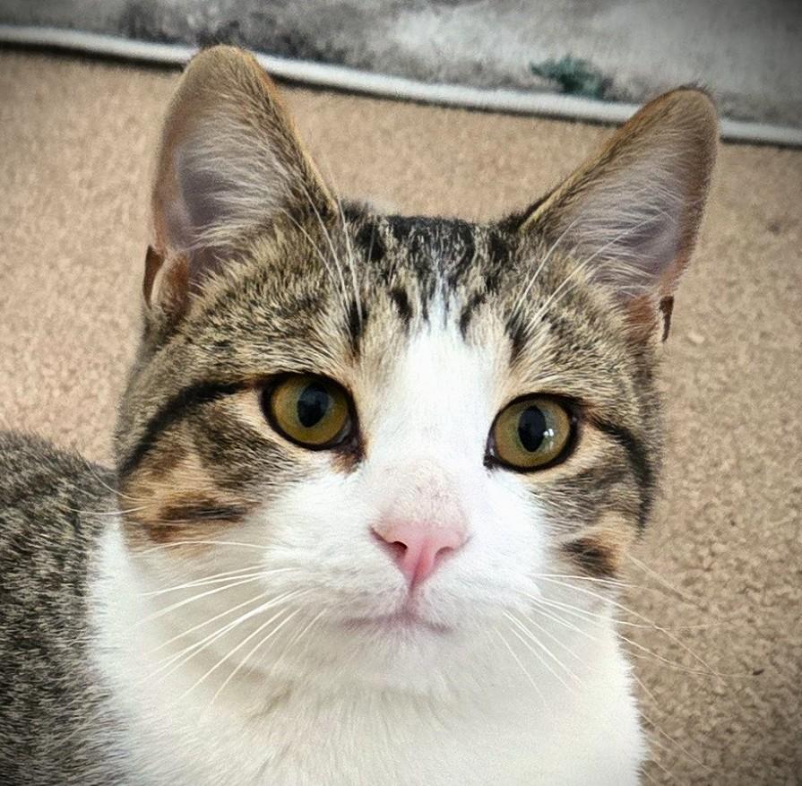 Enlarge Milo @ Petsmart Mankato-- Pending, an adopted Domestic Short Hair in Mankato, MN image 3/4