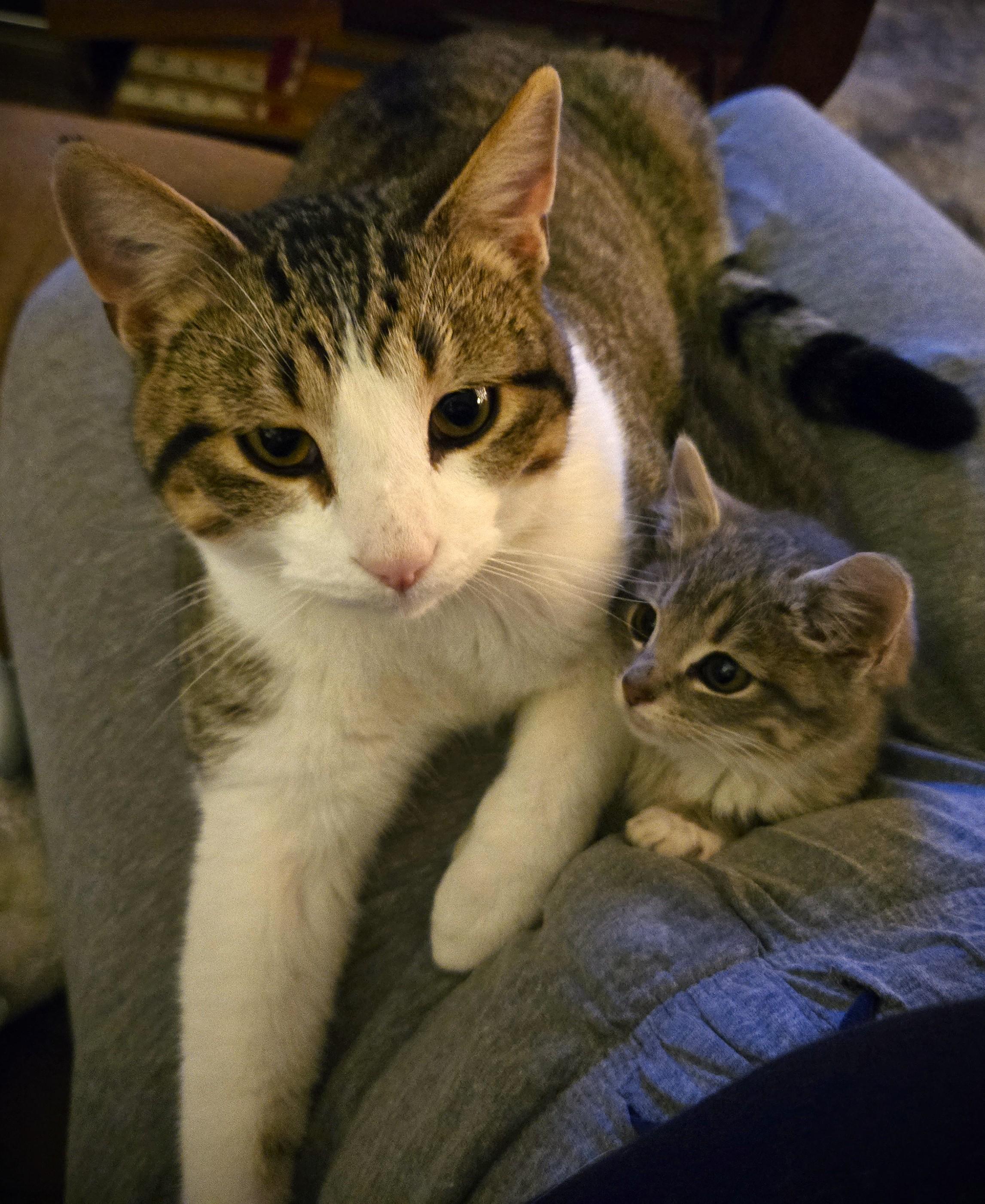 Enlarge Milo @ Petsmart Mankato-- Pending, an adopted Domestic Short Hair in Mankato, MN image 4/4