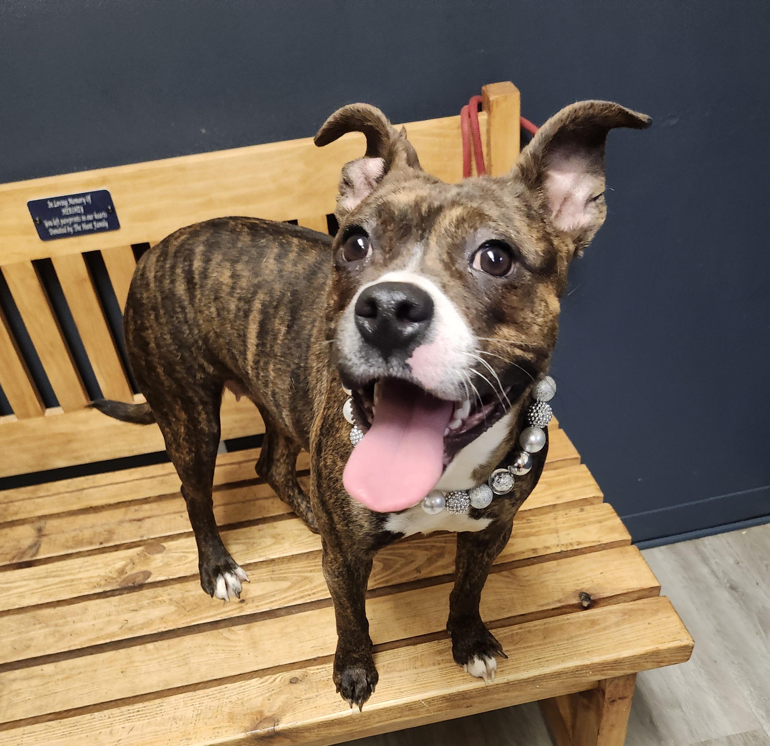 Enlarge Pickle, an adopted mixed breed in Mansfield, OH image 1/4