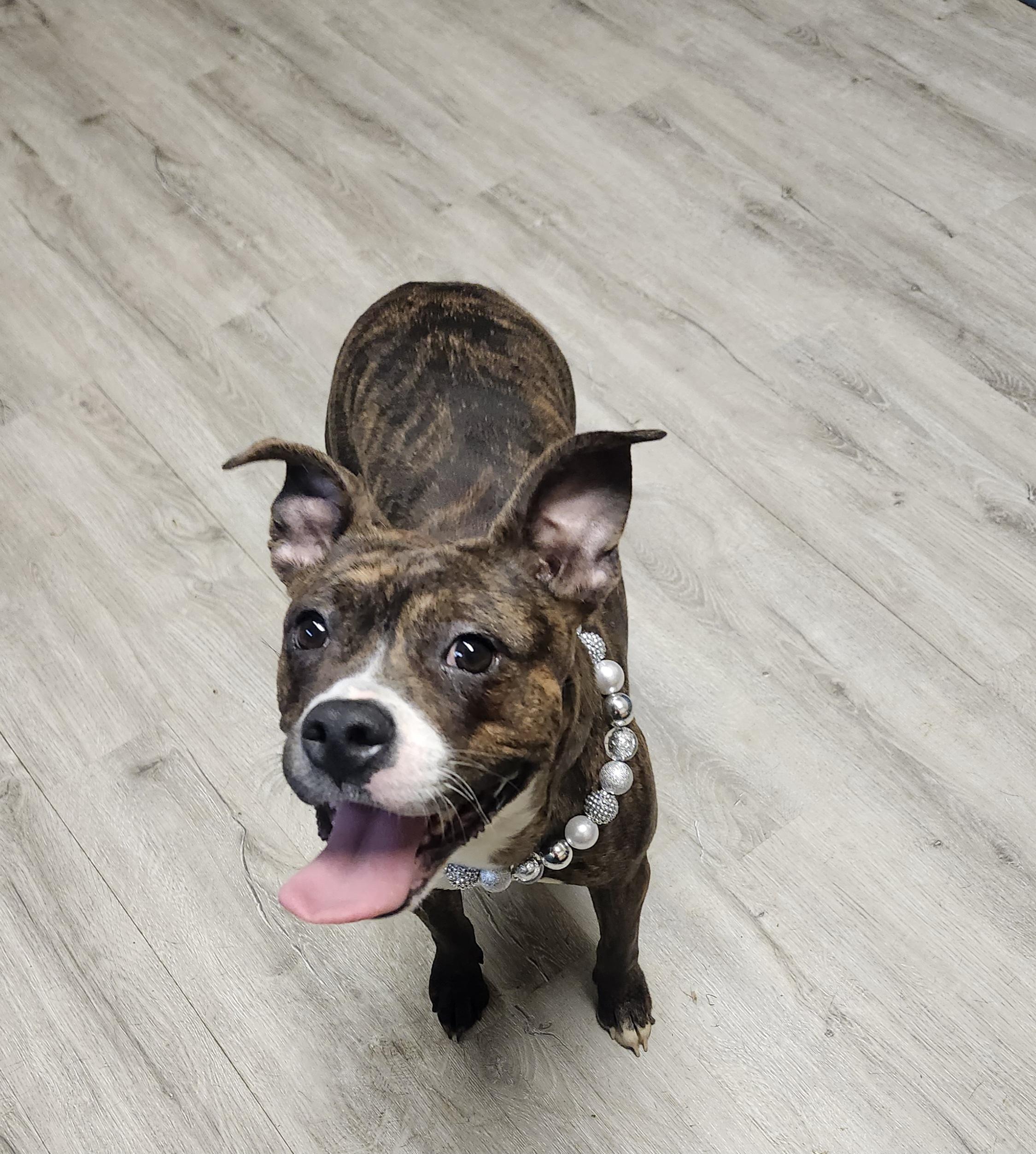 Enlarge Pickle, an adopted mixed breed in Mansfield, OH image 4/4