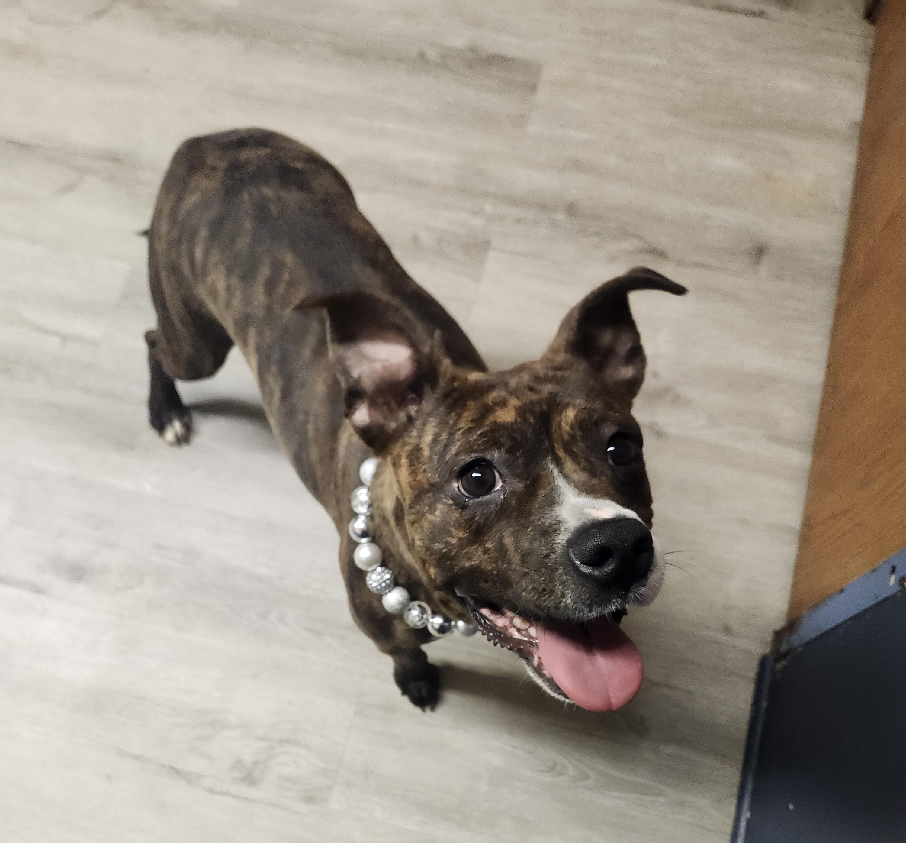 Enlarge Pickle, an adopted mixed breed in Mansfield, OH image 3/4