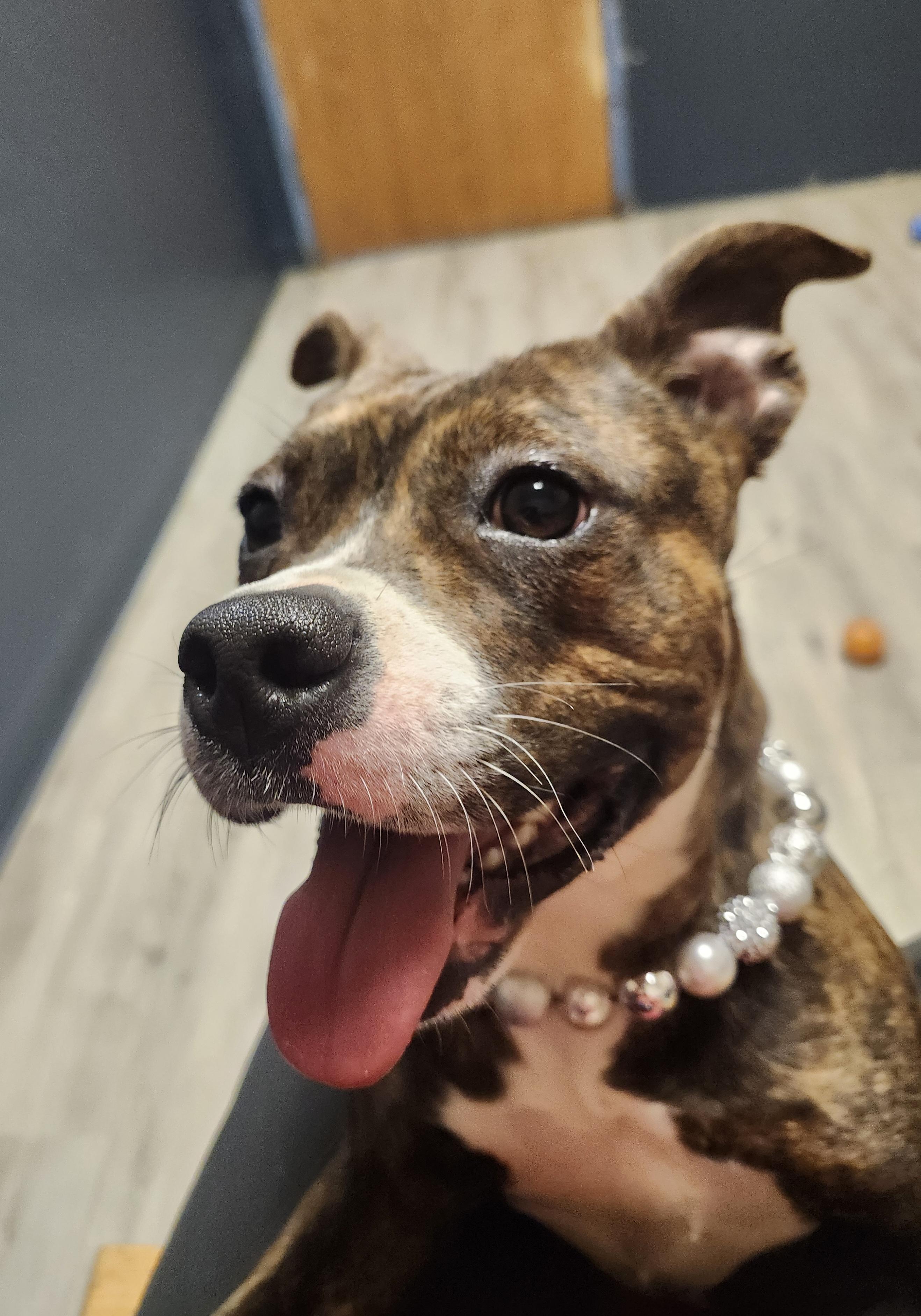 Enlarge Pickle, an adopted mixed breed in Mansfield, OH image 2/4