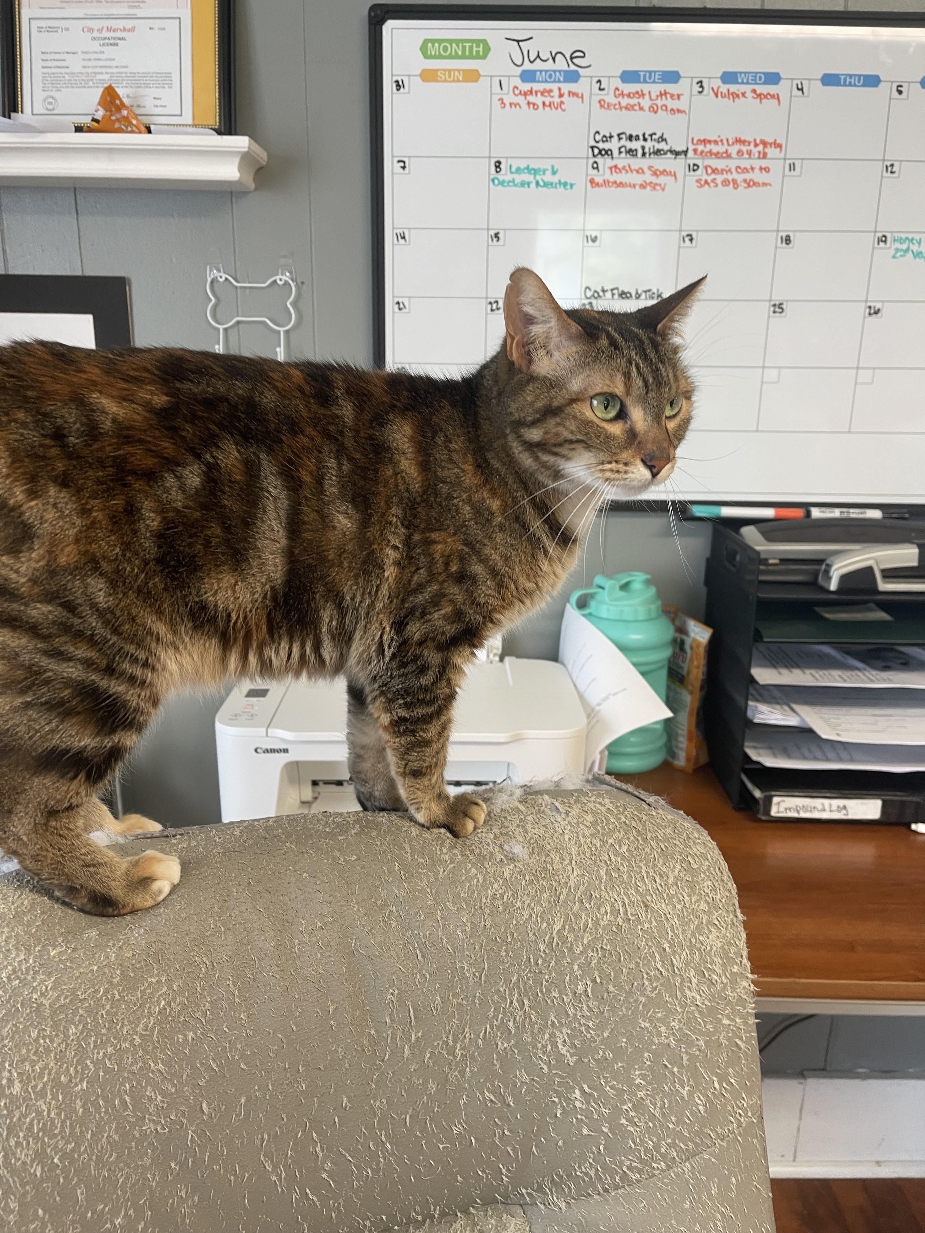 Enlarge Caterpie, a Adoptable Domestic Short Hair in Marshall, MO image 4/4