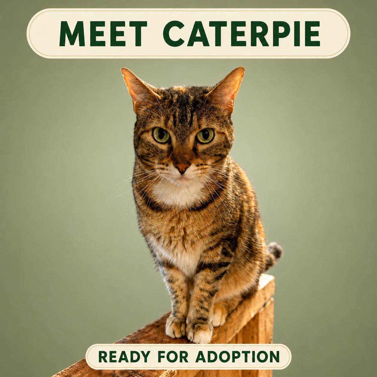 Enlarge Caterpie, a Adoptable Domestic Short Hair in Marshall, MO image 1/4