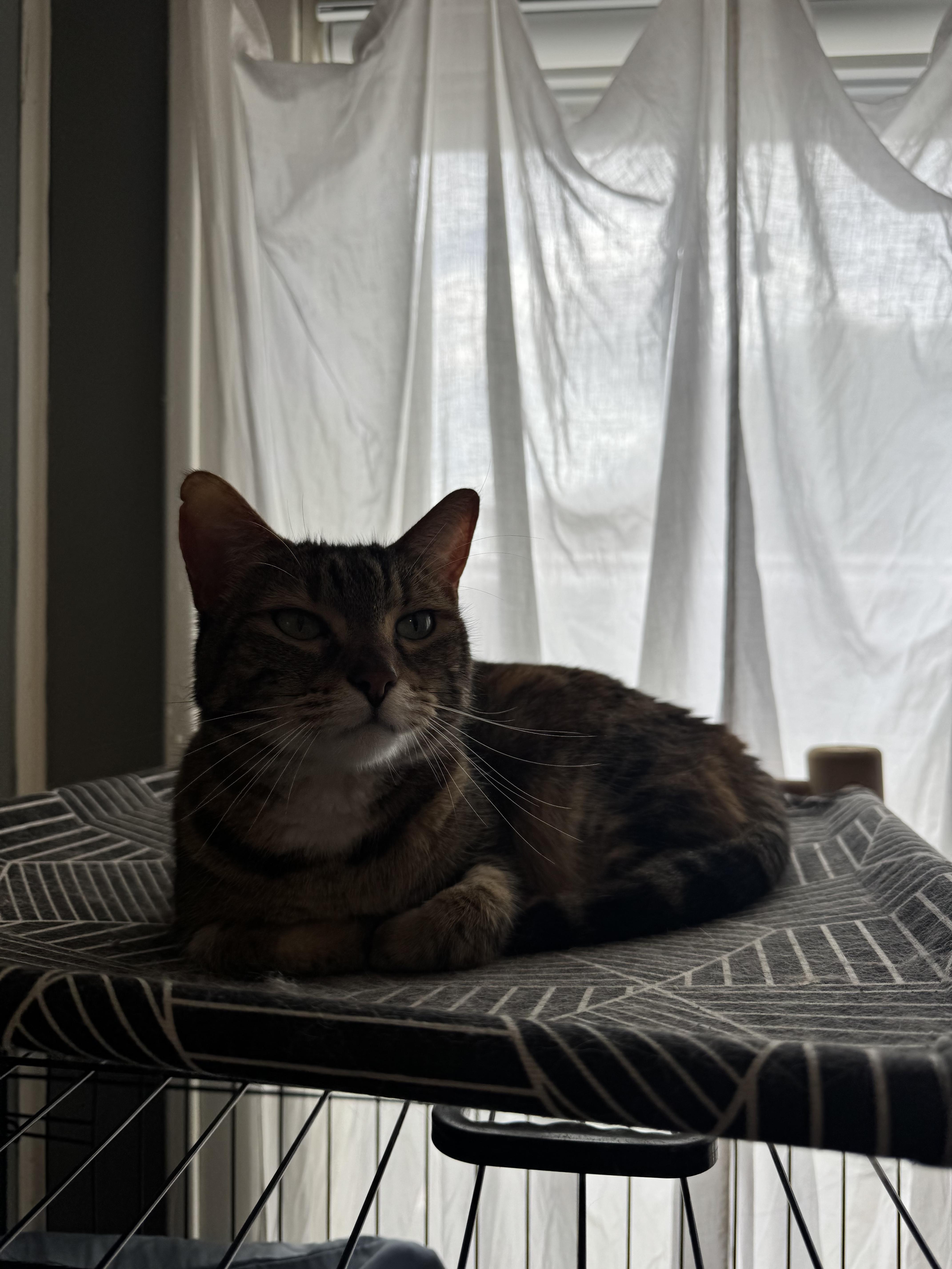Enlarge Caterpie, a Adoptable Domestic Short Hair in Marshall, MO image 3/4