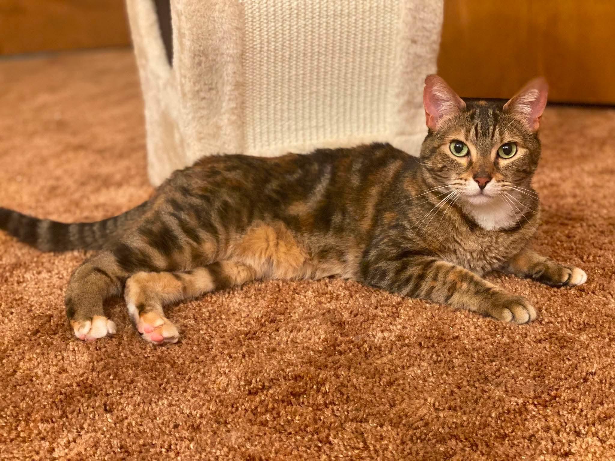 Enlarge Caterpie, a Adoptable Domestic Short Hair in Marshall, MO image 2/4