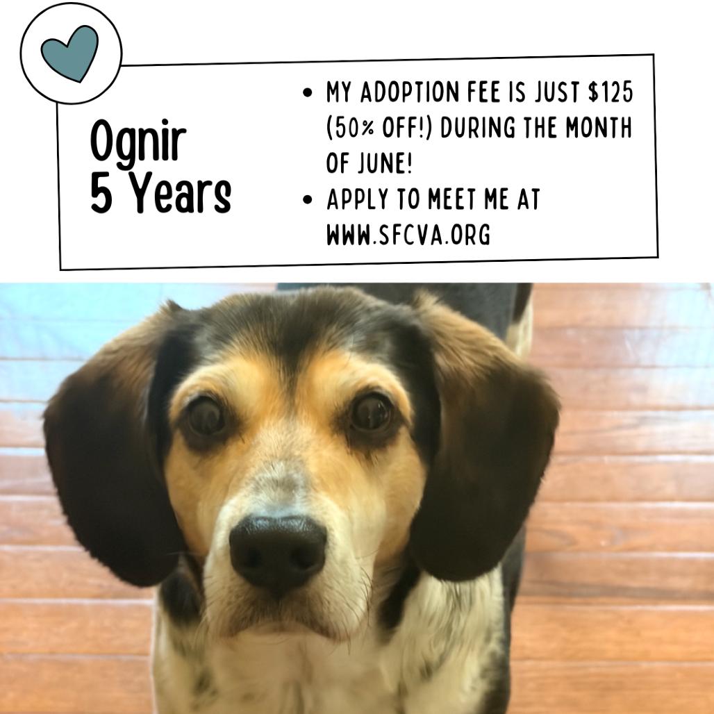 Ognir, Adoptable, Adult Male Beagle & Mixed Breed.
