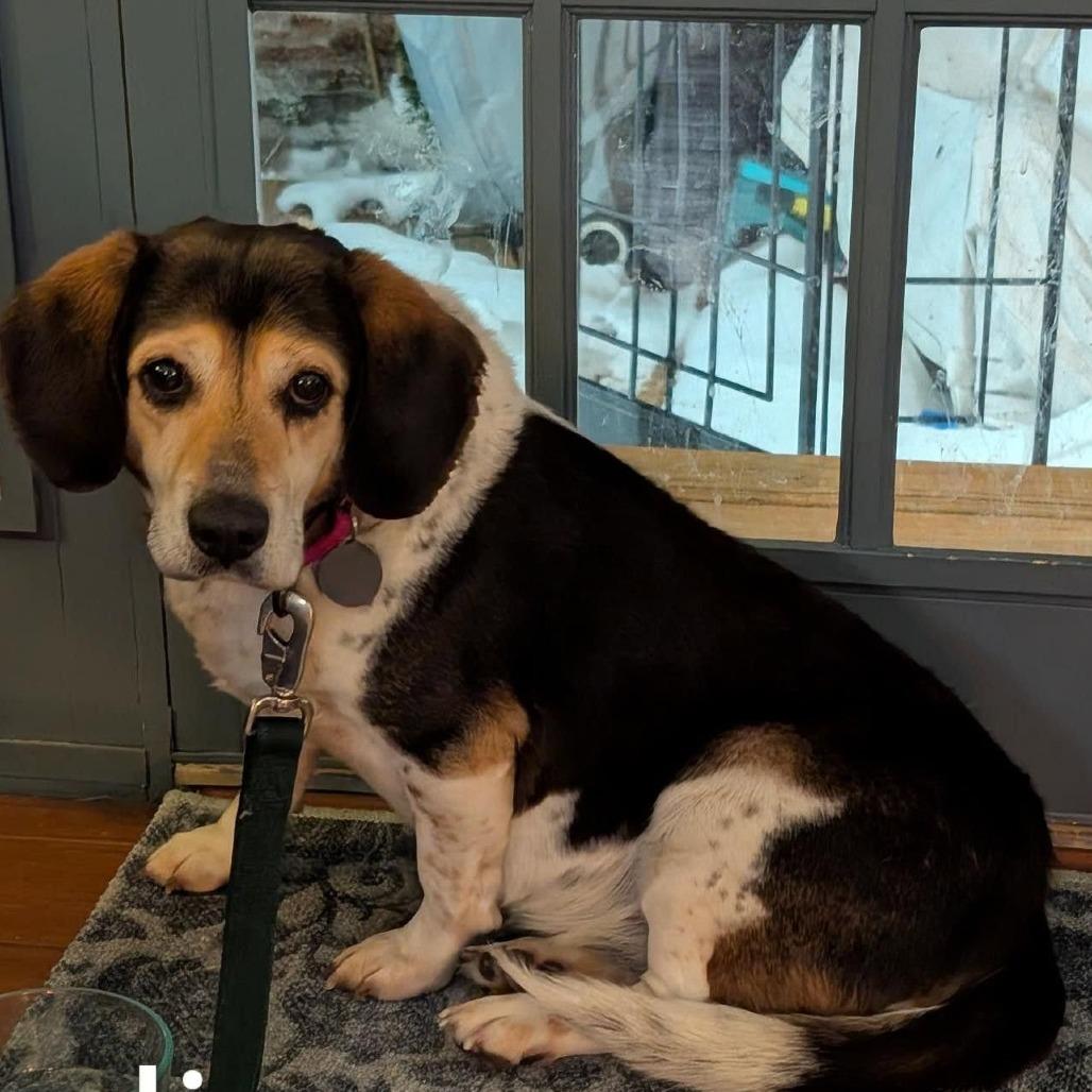 Enlarge Ognir, a Adoptable mixed breed in Fredericksburg, VA image 1/6