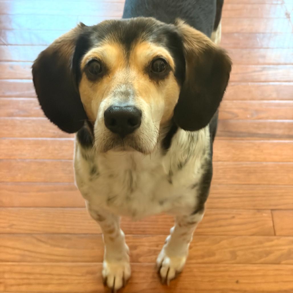 Ognir, a Adoptable mixed breed in Fredericksburg, VA image 2/6