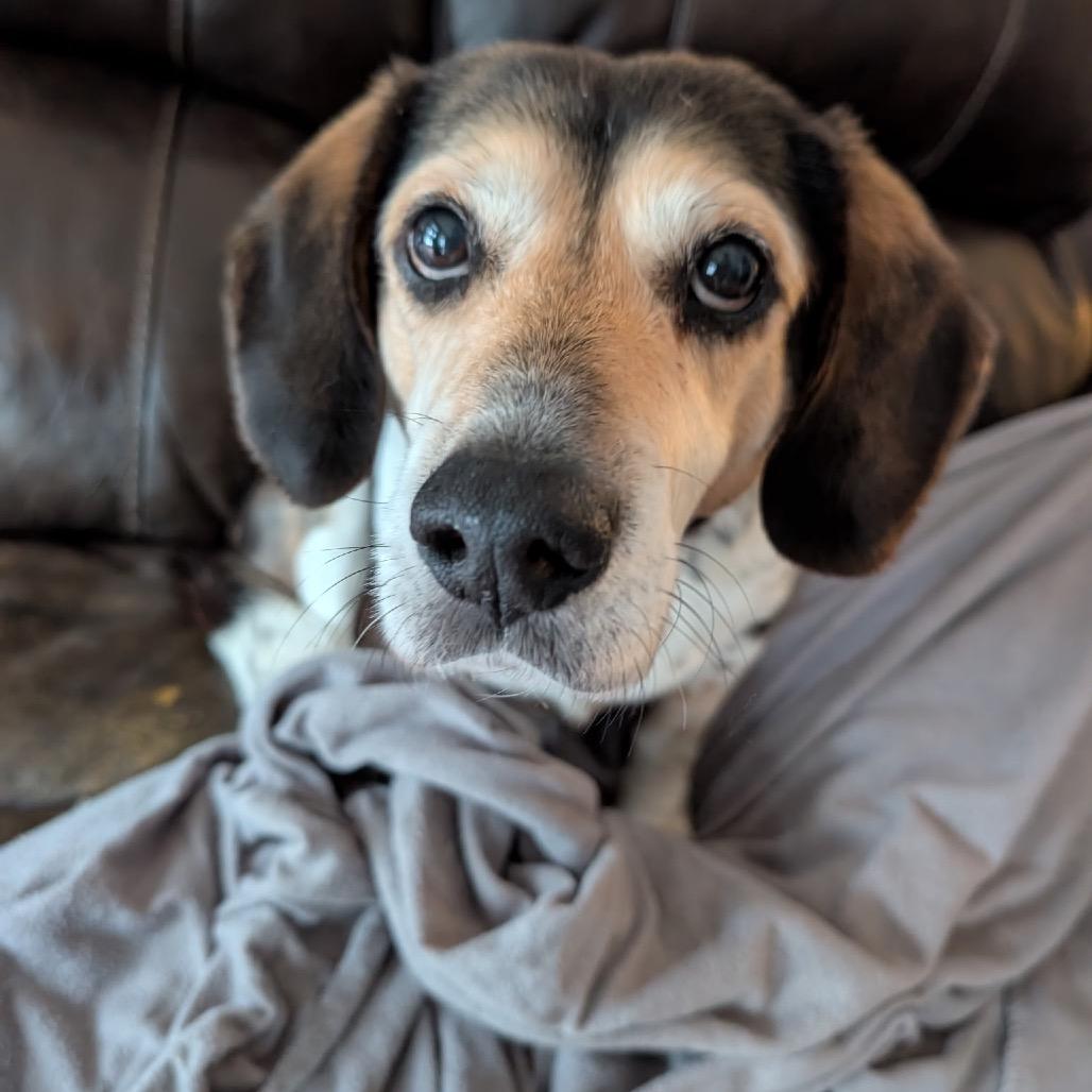 Enlarge Ognir, a Adoptable mixed breed in Fredericksburg, VA image 2/6