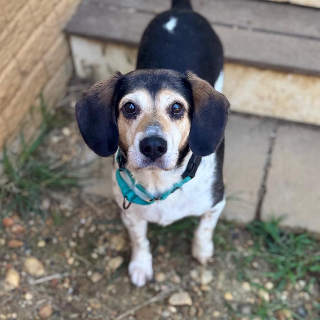 Ognir, a Adoptable mixed breed in Fredericksburg, VA image 4/6