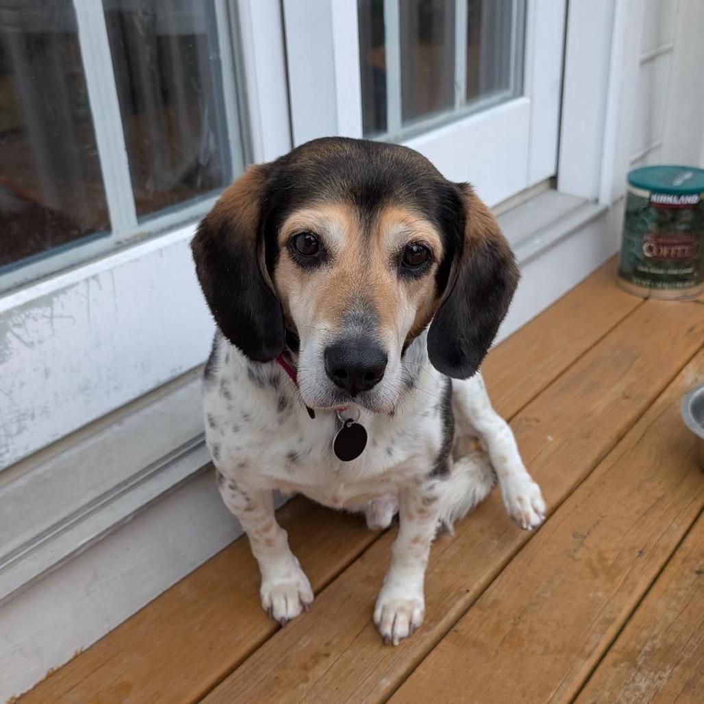 Enlarge Ognir, a Adoptable mixed breed in Fredericksburg, VA image 3/6