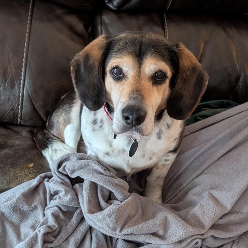 Enlarge Ognir, a Adoptable mixed breed in Fredericksburg, VA image 4/6