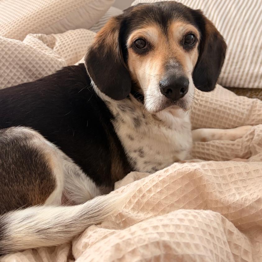 Enlarge Ognir, a Adoptable mixed breed in Fredericksburg, VA image 4/6