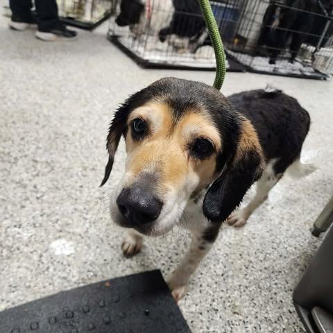 Enlarge Ognir, a Adoptable mixed breed in Fredericksburg, VA image 5/6