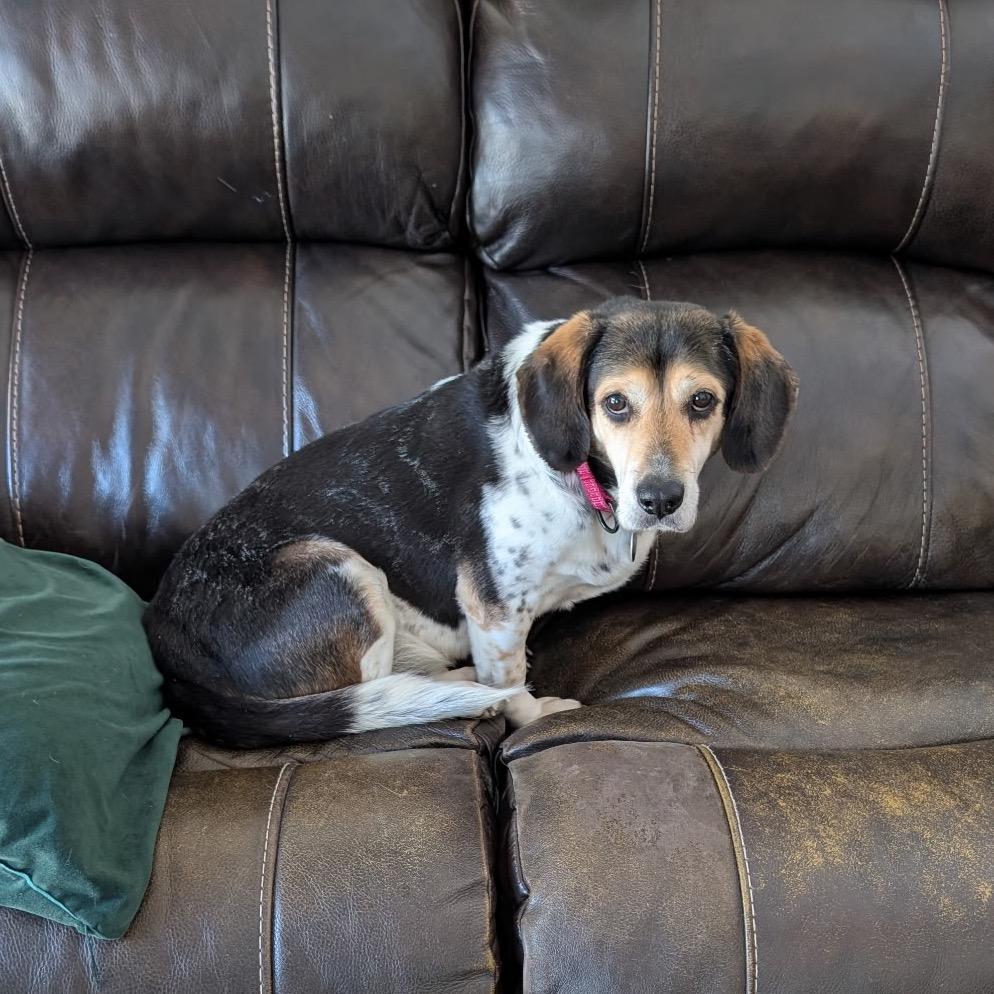 Enlarge Ognir, a Adoptable mixed breed in Fredericksburg, VA image 6/6