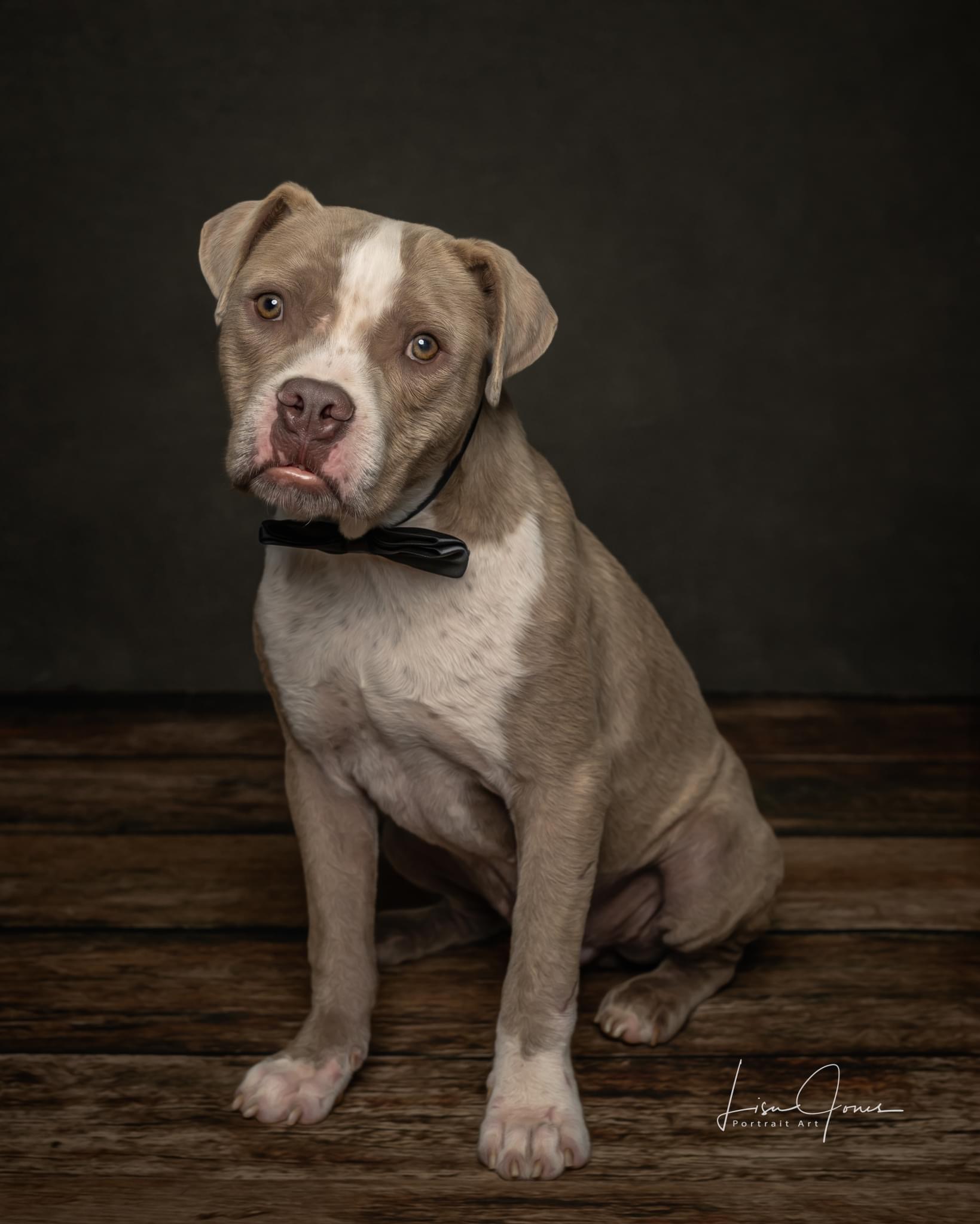 Huxley, an adopted American Bulldog in Cullman, AL_image-1