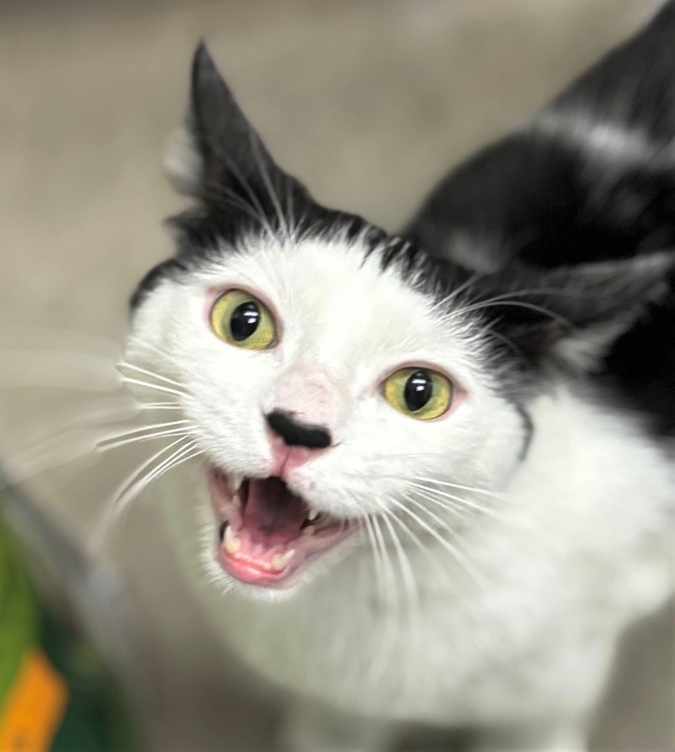 Enlarge Chase, a ADOPTABLE Domestic Short Hair in Iowa City, IA image 2/2