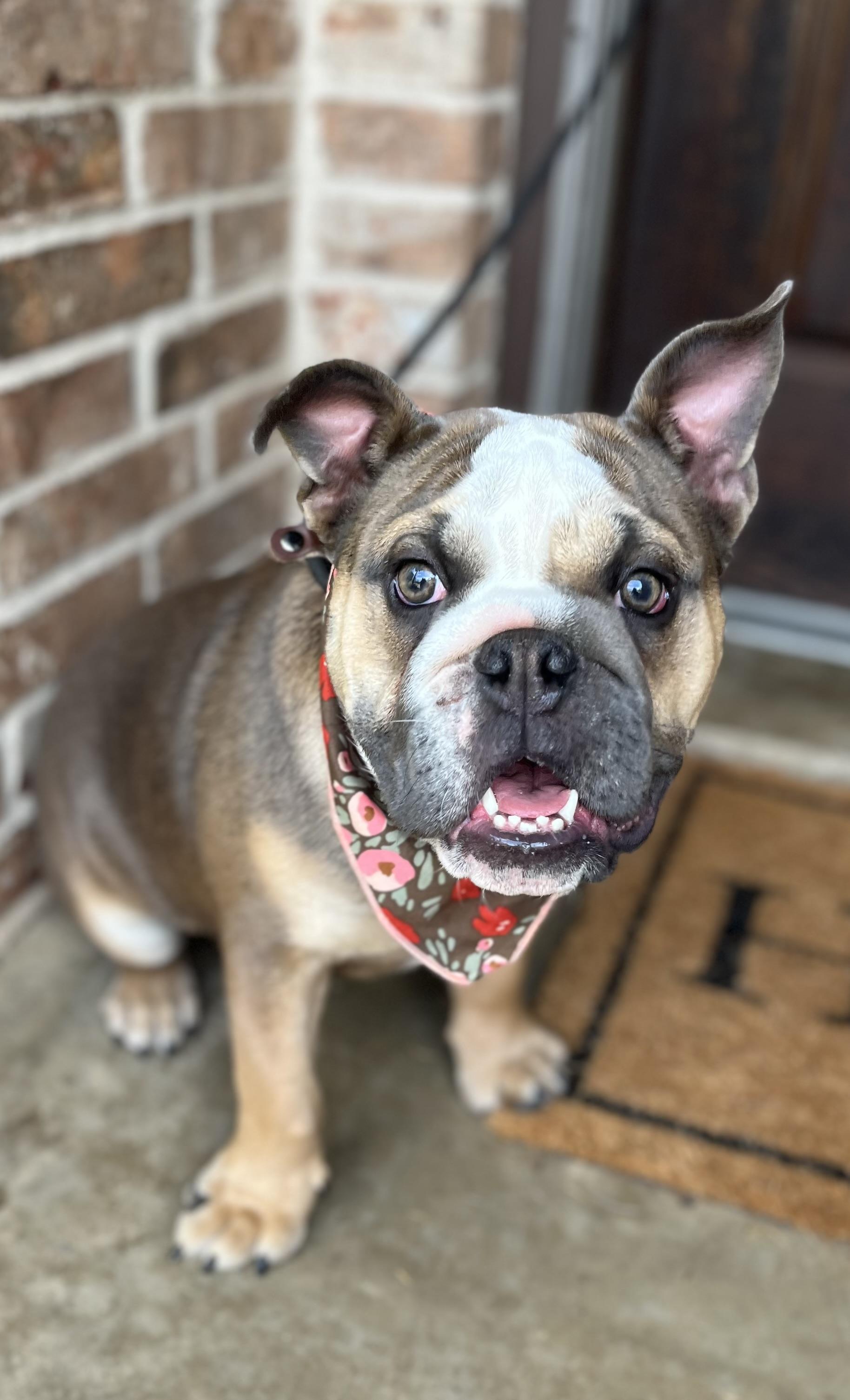Ellie, a ADOPTABLE English Bulldog in Mendham, NJ image 5/6
