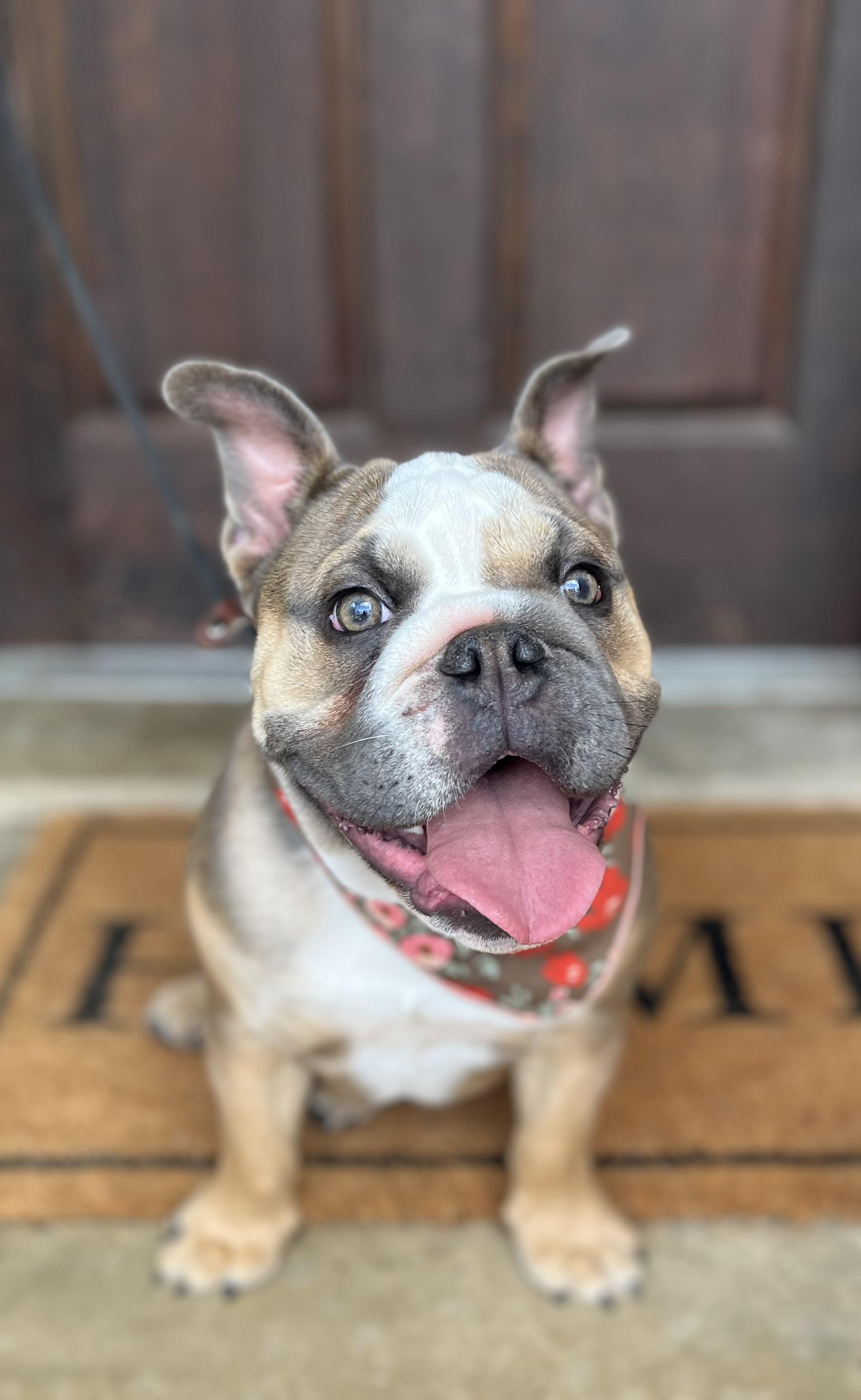 Ellie, a ADOPTABLE English Bulldog in Mendham, NJ image 1/6