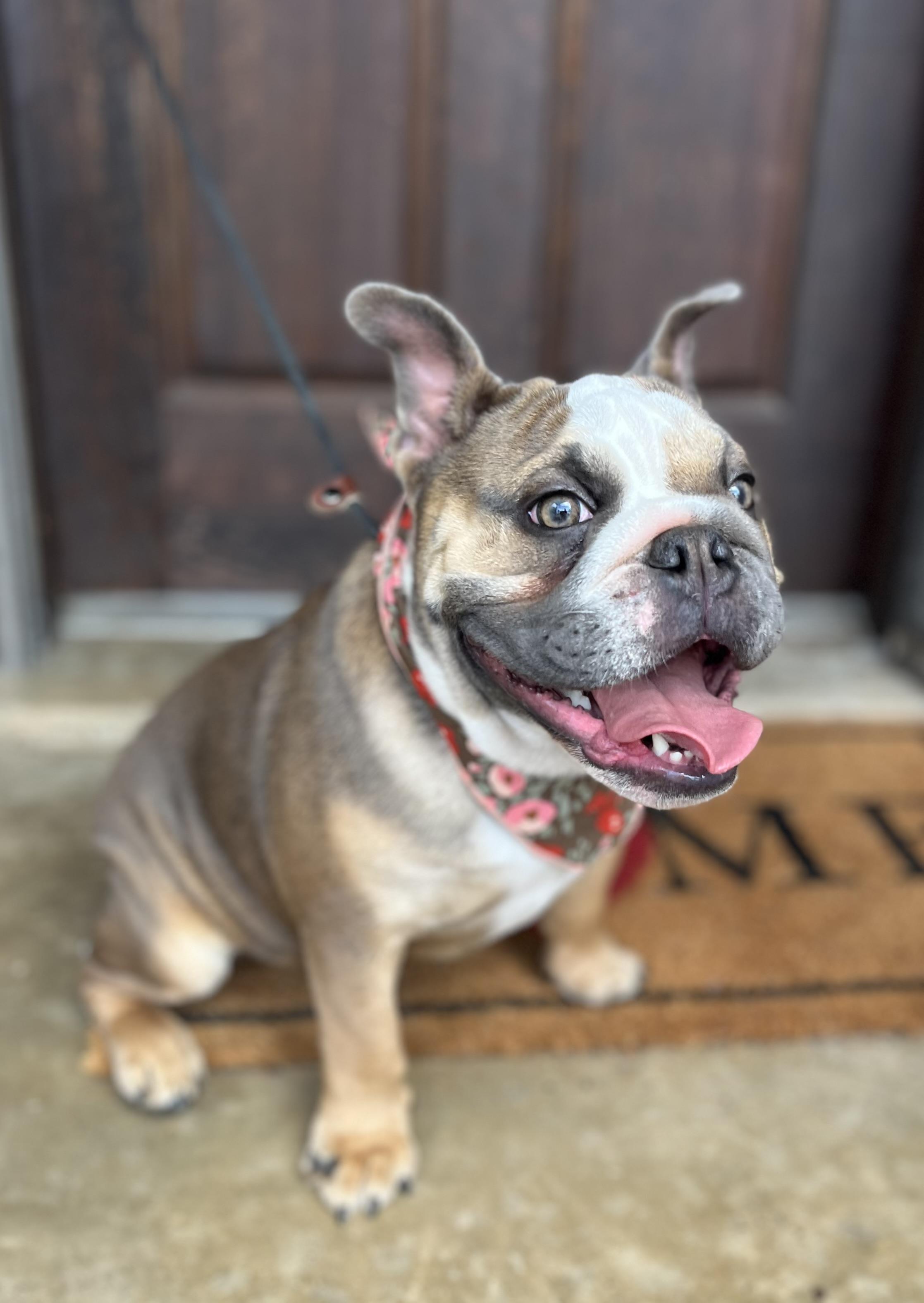 Ellie, a ADOPTABLE English Bulldog in Mendham, NJ image 2/6