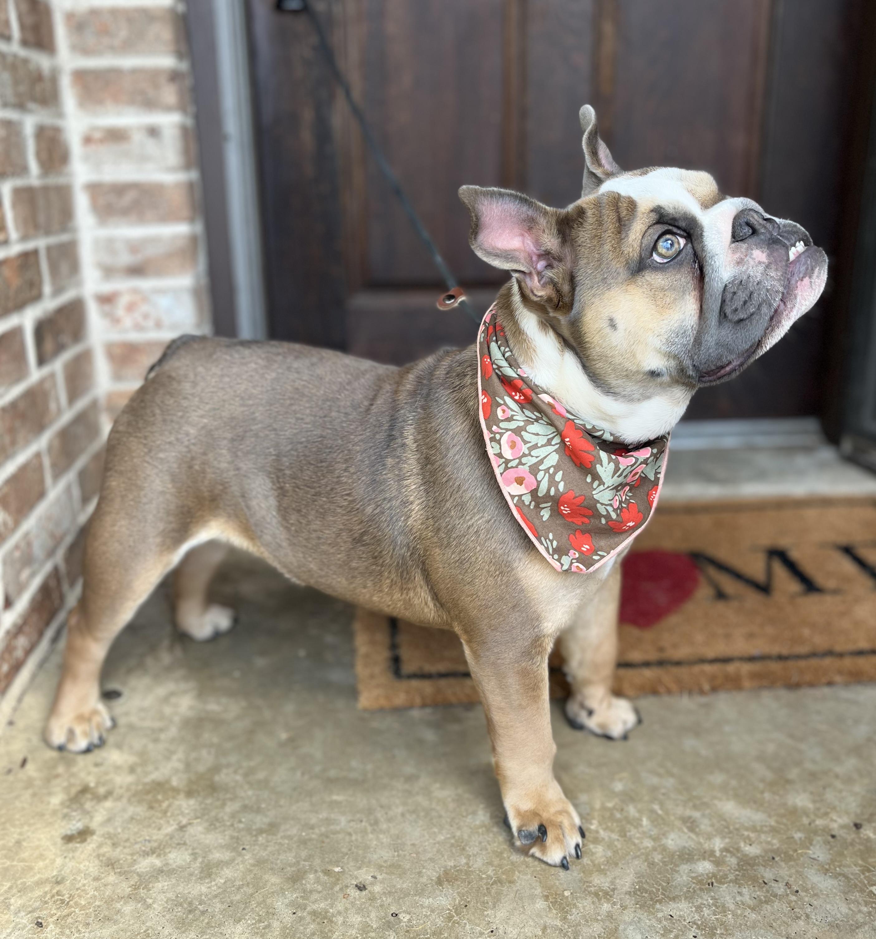 Ellie, a ADOPTABLE English Bulldog in Mendham, NJ image 4/6