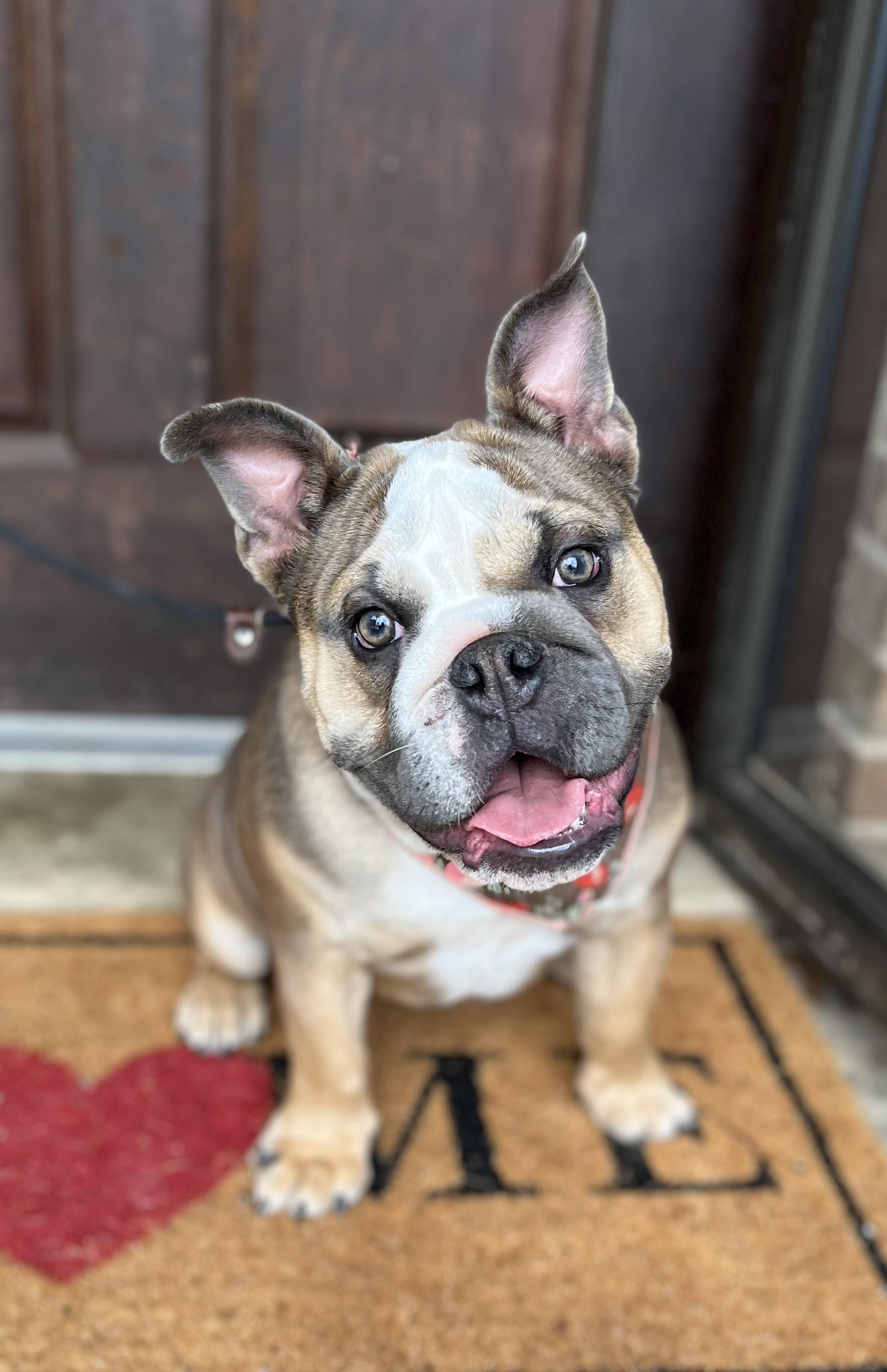 Ellie, a ADOPTABLE English Bulldog in Mendham, NJ image 6/6